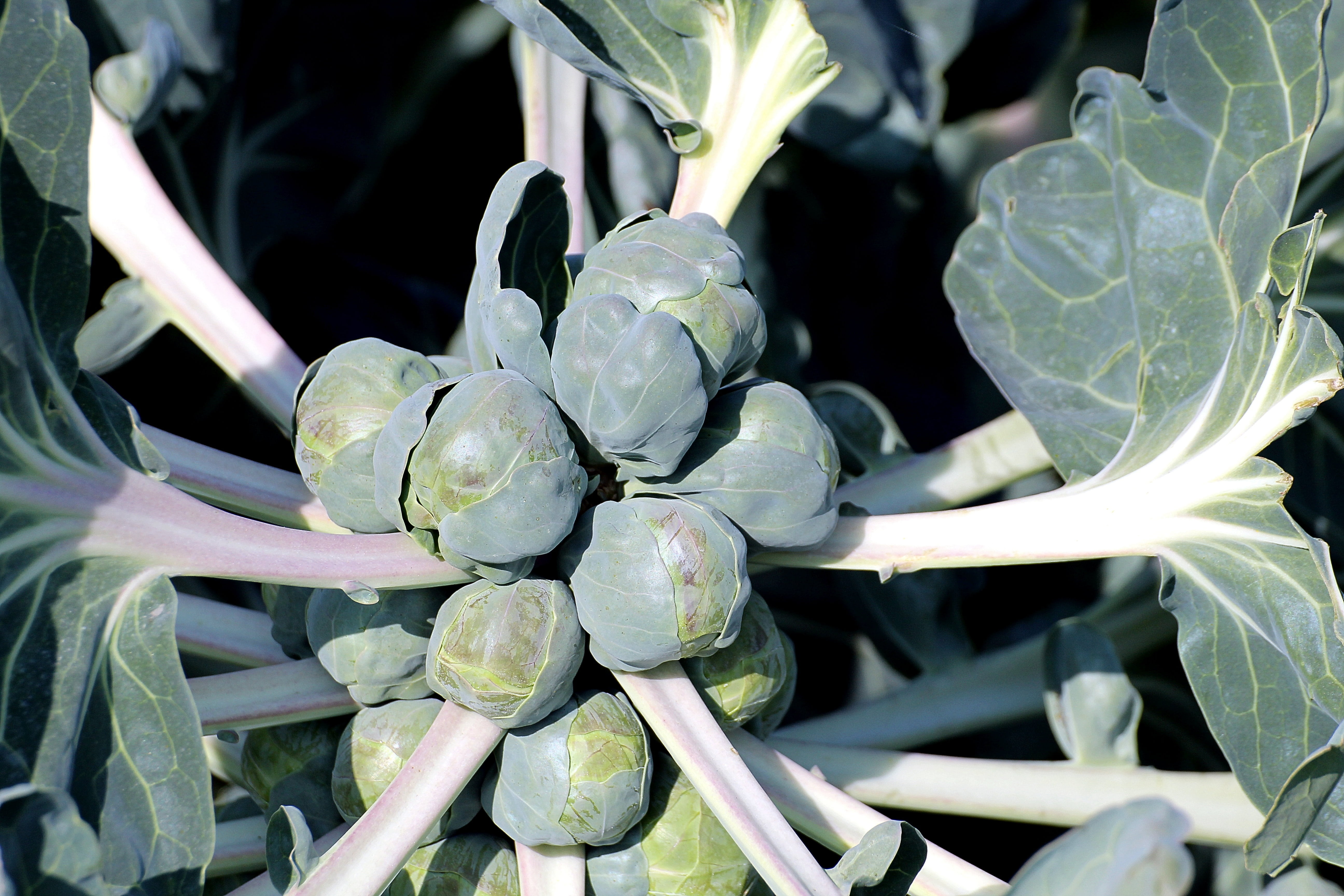 gemmifera, food and drink, green color, organic, growth, no people, healthy eating, brussels carbon, plant, cruciferous, outdoors, food, wellbeing, brussels sprouts, HD Wallpaper