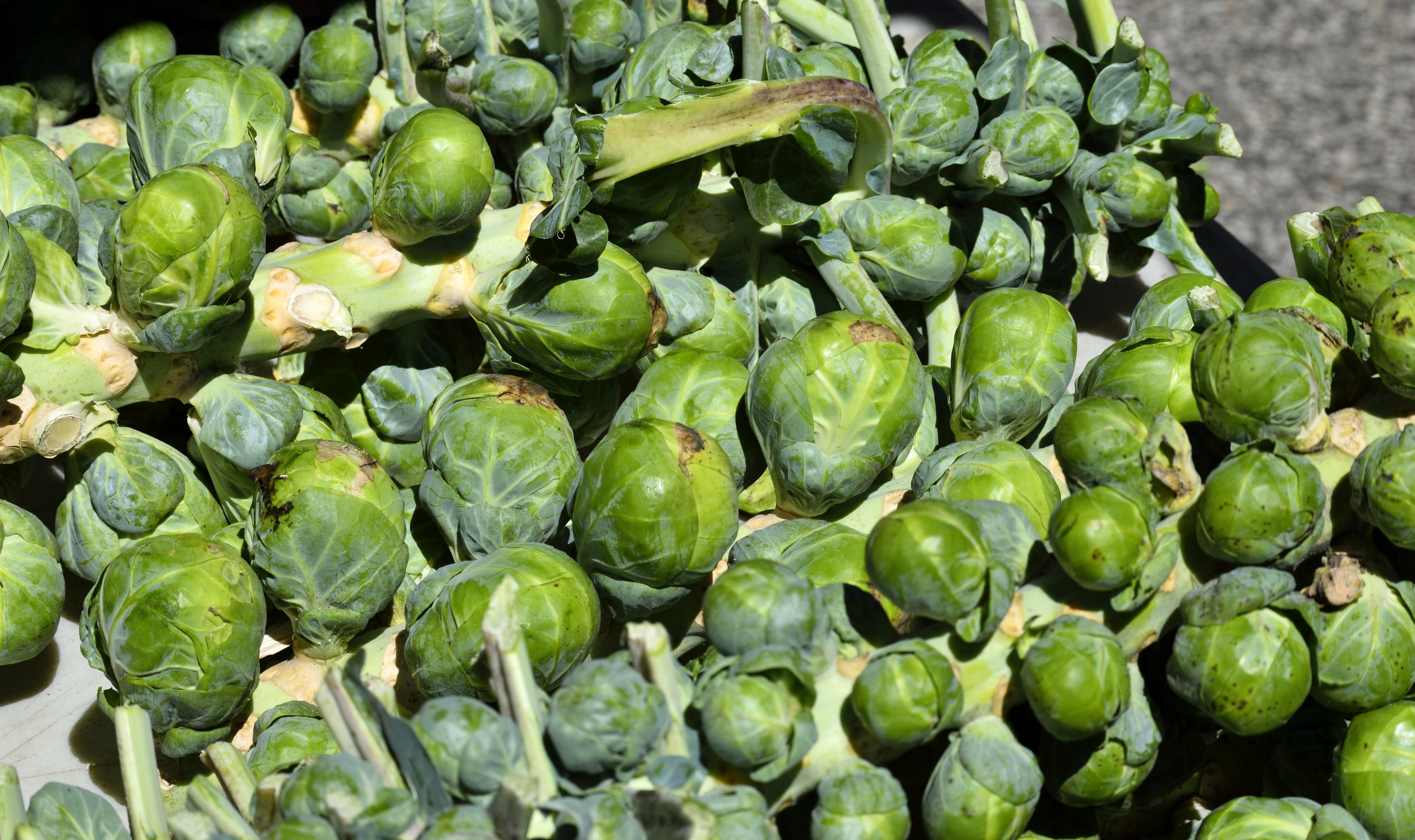 full frame, ingredient, organic, for sale, agriculture, brussels sprout, still life, healthy Eating, no people, vegetarian, cabbage, vegetable, healthy, HD Wallpaper