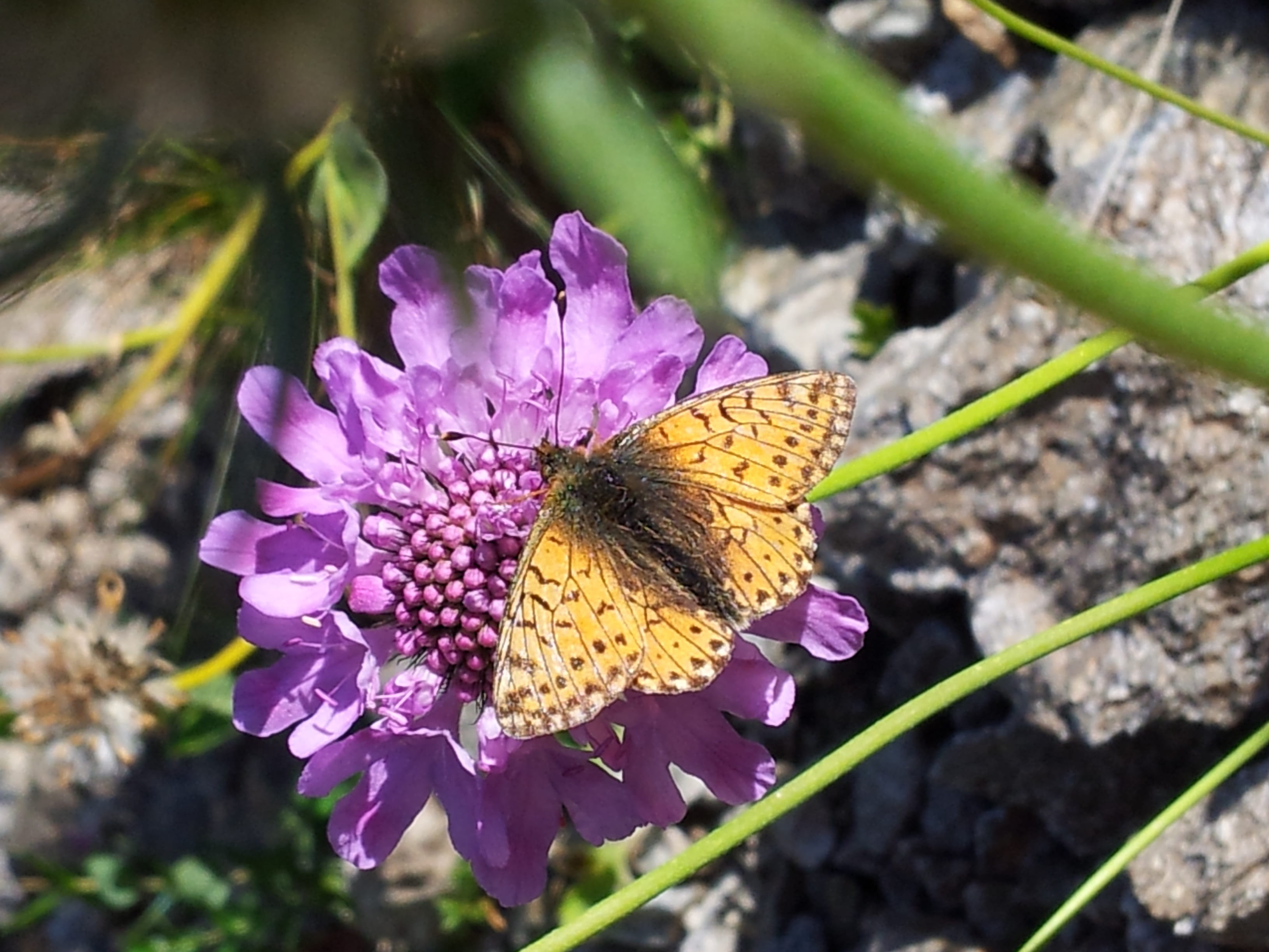 pollination, imola, flower, plant, animal, no people, outdoors, beauty in nature, fragility, vulnerability, pink, invertebrate, 2K, petal, animal themes, HD Wallpaper