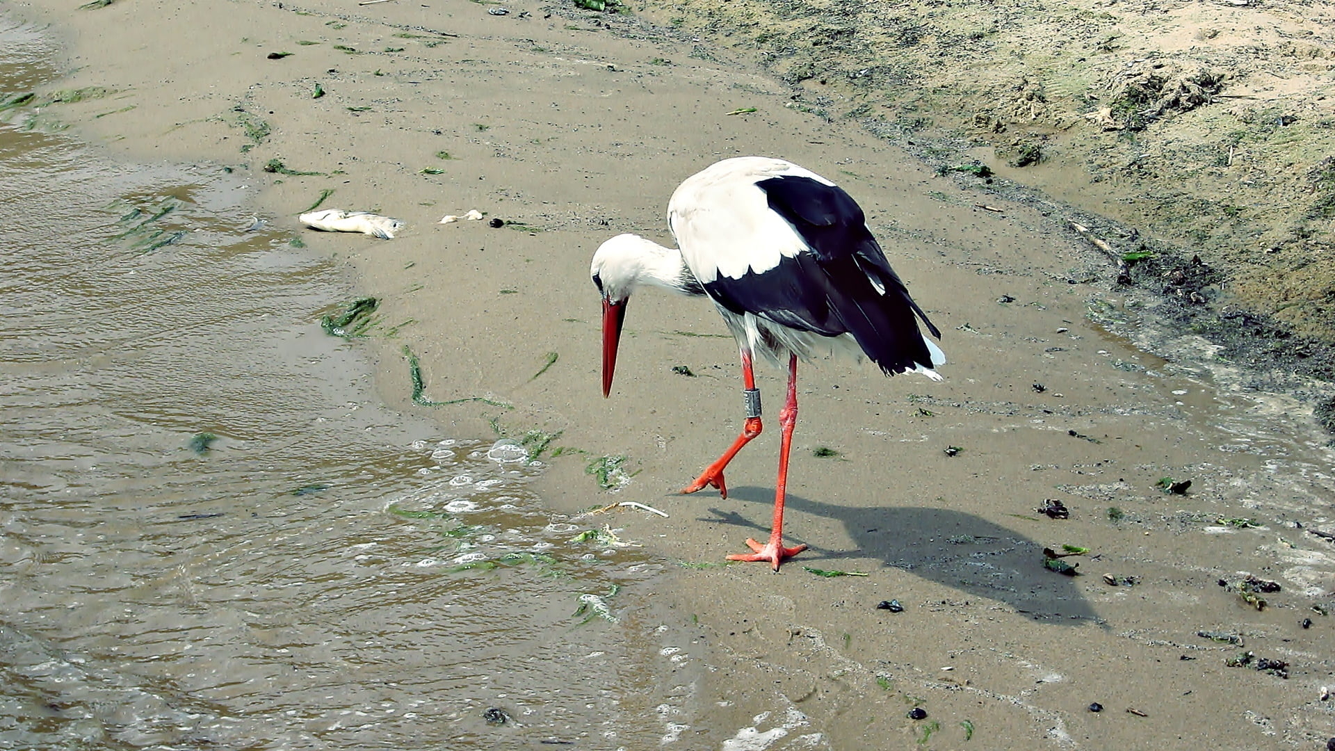 beach, no people, bird, animal themes, shore, black, outdoors, animal Nest, bird Watching, summer, nature, animal Wing, land, vertebrate, animal, day, white Stork, HD Wallpaper