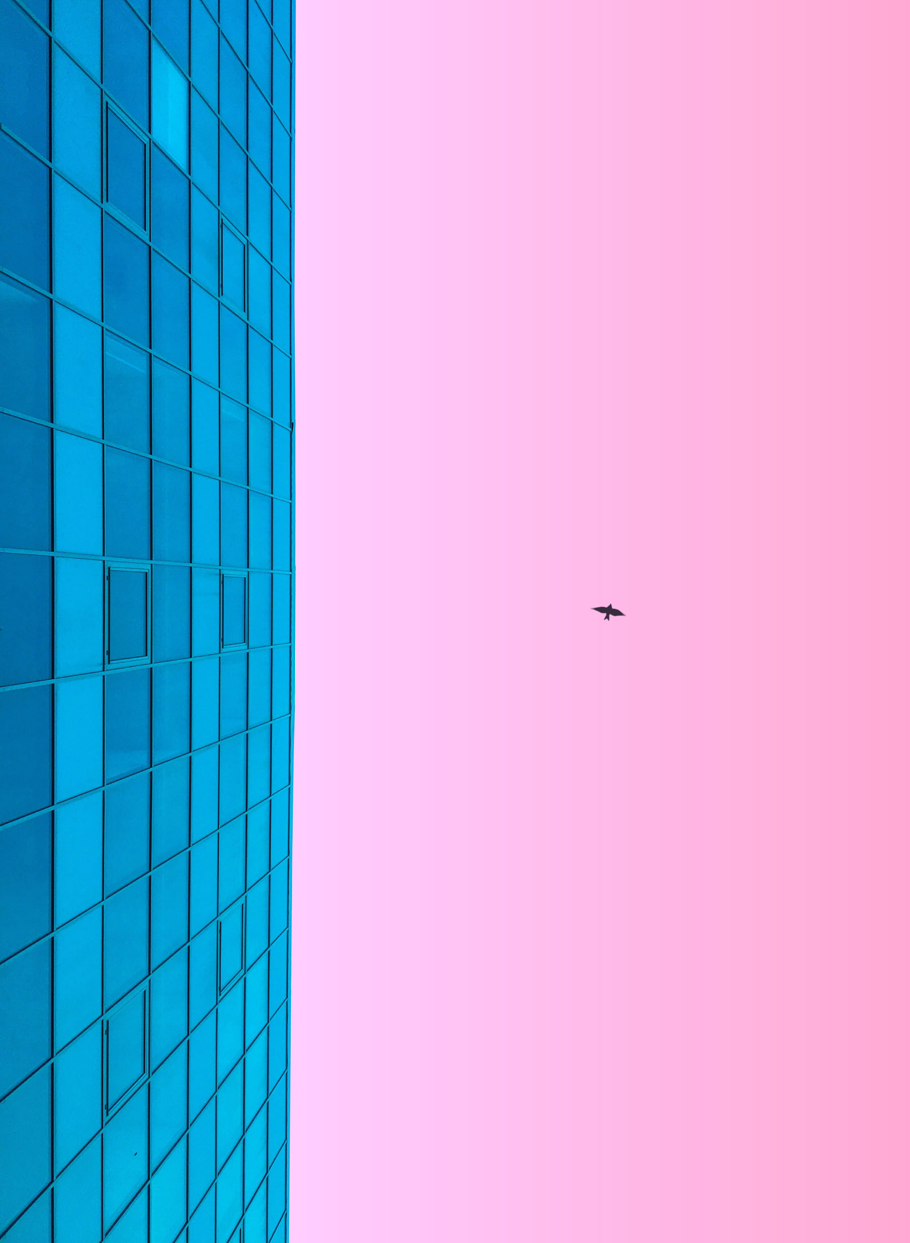 s, no people, worm, clear sky, low angle view, bid, photography, blue, glass, nature, window, day, high-rise building, backgrounds, built structure, copy space, Phone HD Wallpaper