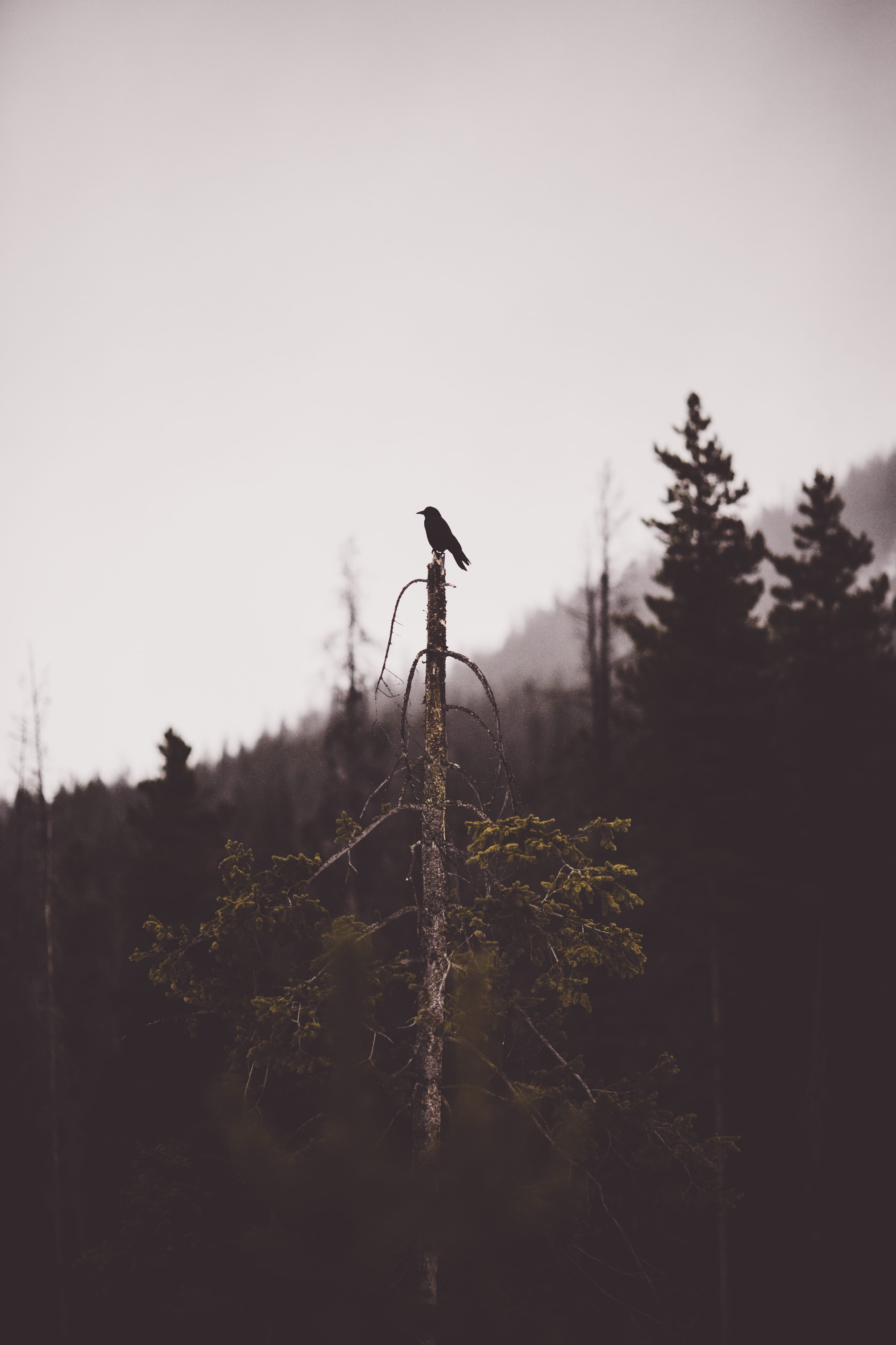 vertebrate, 5K, land, black, low angle view, perching, day, animal themes, scenics - nature, nature, sky, tranquility, no people, tranquil scene, top, Phone HD Wallpaper