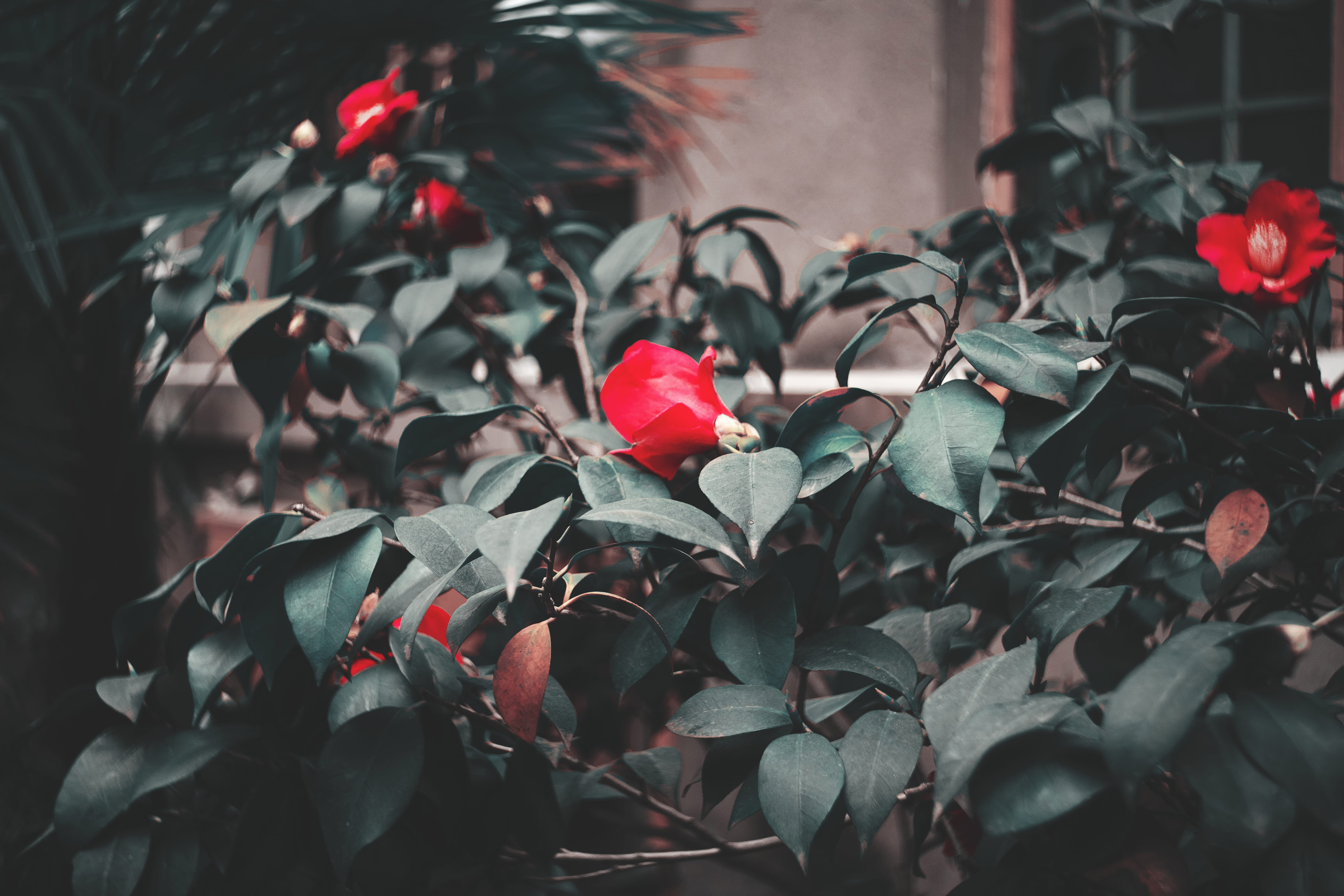 beauty in nature, vulnerability, screen, blossom, focus on foreground, red, plant, pergola, patio, monitor, veins, day, geranium, plant part, flowering plant, HD Wallpaper