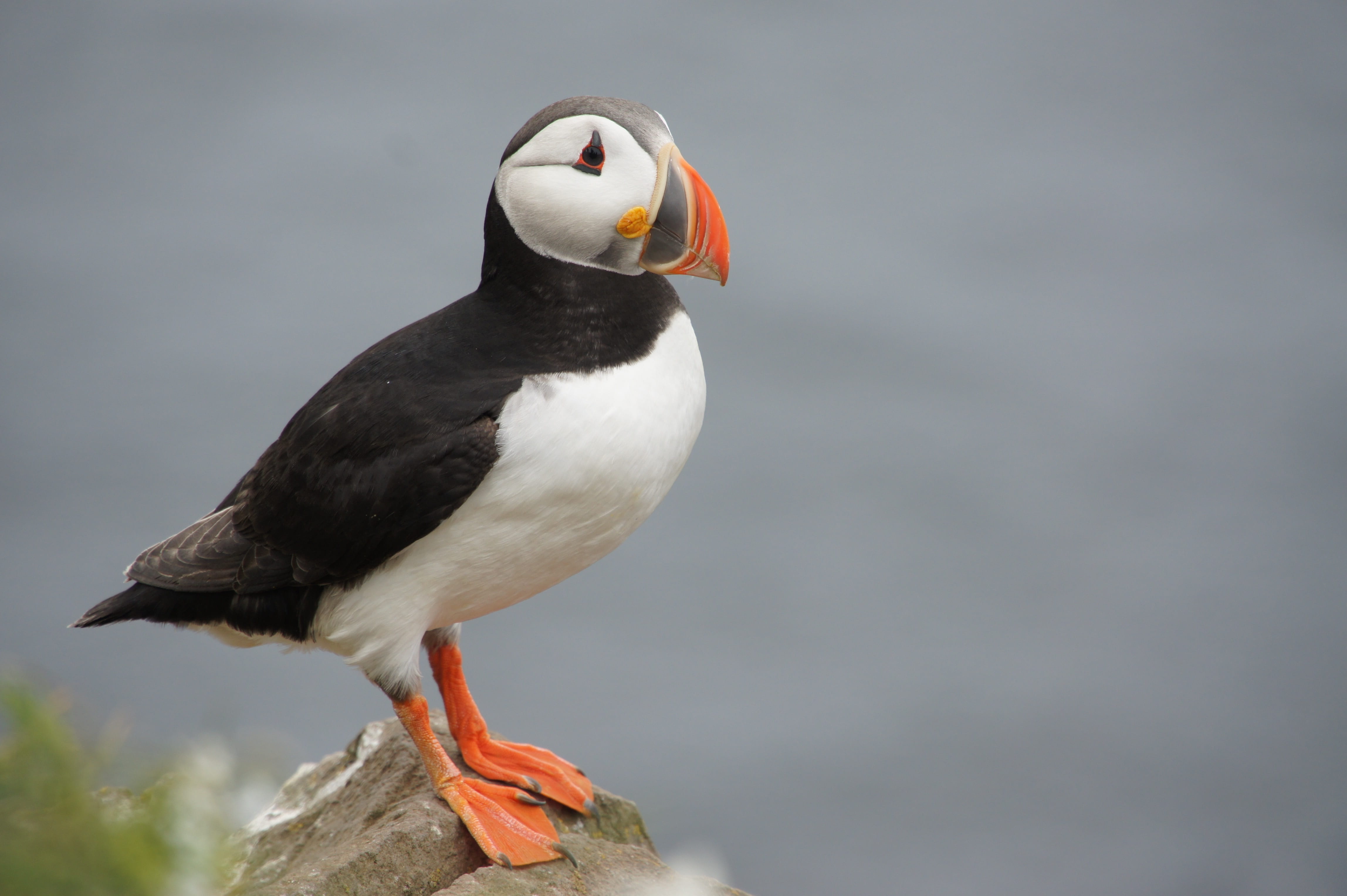 puffin, no people, side view, iceland, day, solid, animal wildlife, perching, focus on foreground, stone, vertebrate, one animal, white, bid, brown, mouth open, HD Wallpaper