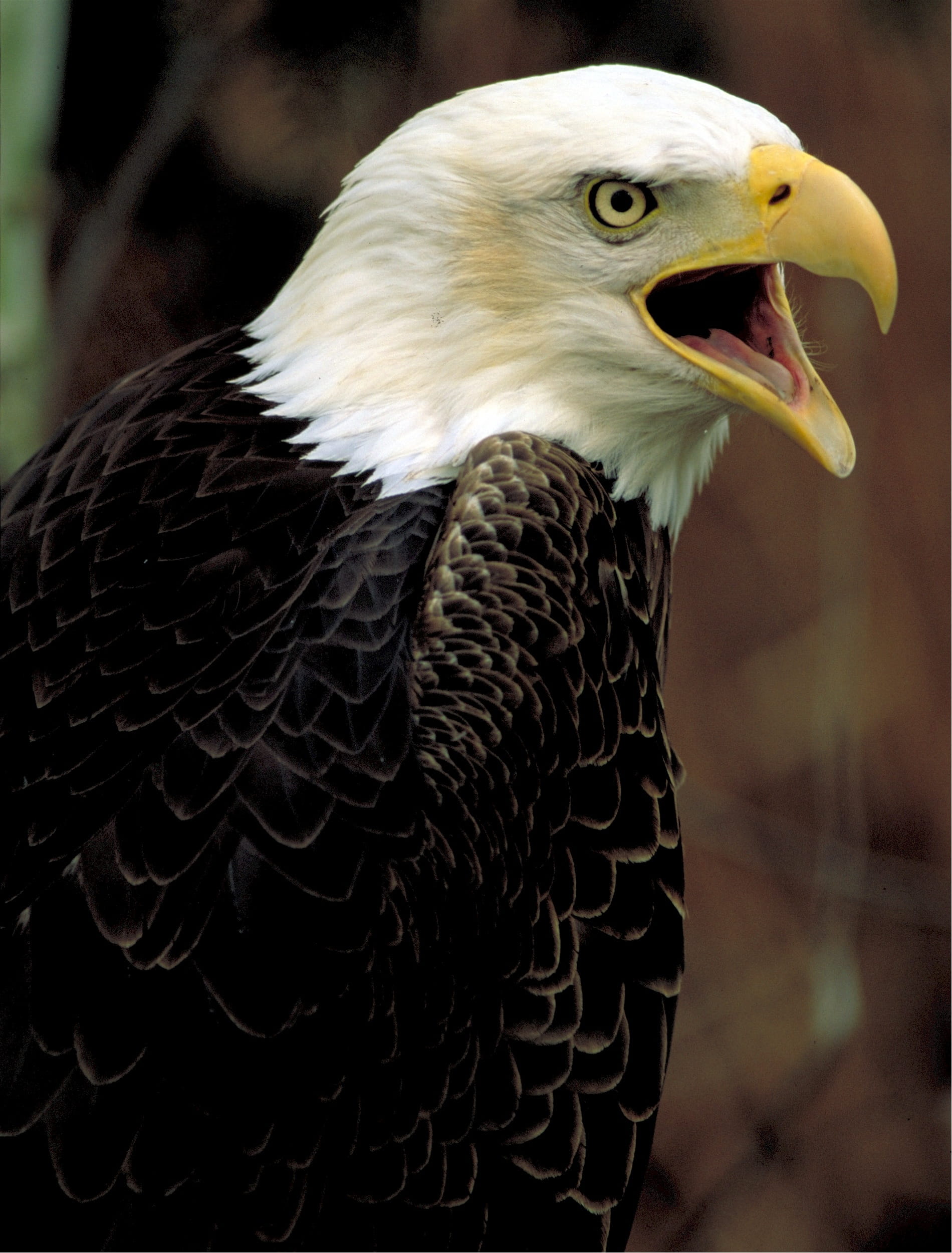 nature, animal mouth, looking, bald, animal body part, animal wildlife, close-up, mouth open, vertebrate, falcon - bird, animal, bird, one animal, focus on foreground, Phone HD Wallpaper