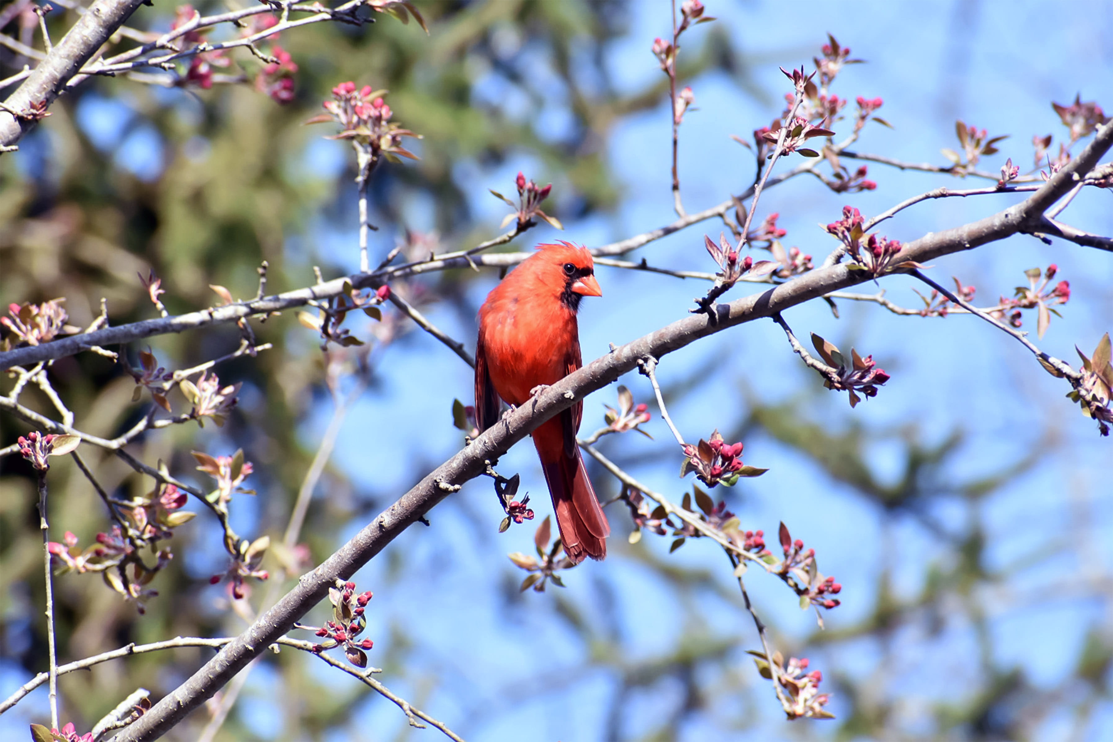 focus on foreground, nature, animals in the wild, growth, animal, bid, outdoors, cardinal, springtime, red, beauty in nature, branch, perching, wildlife, HD Wallpaper