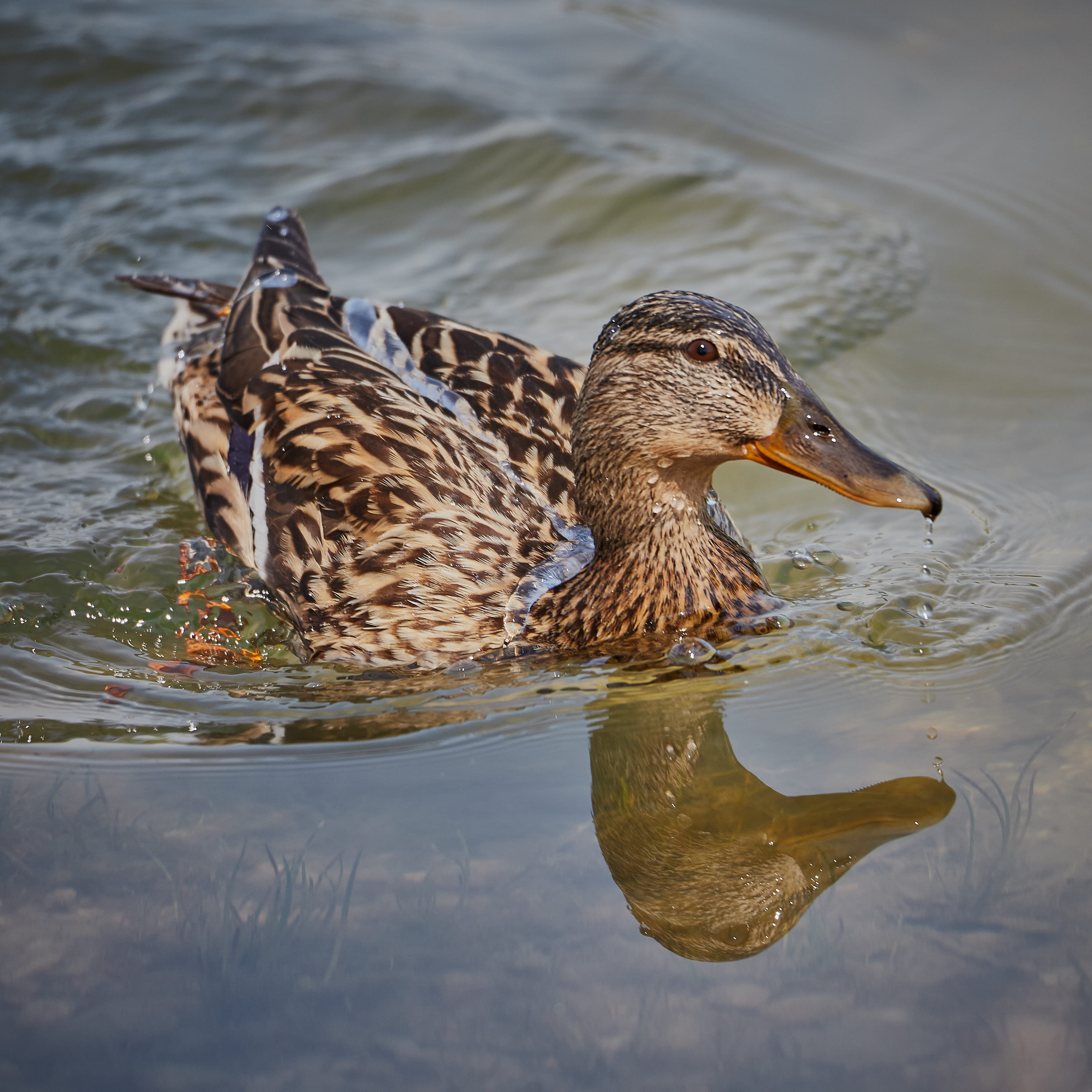 vertebrate, animal, waterfront, poultry, swimming, 1502, floating on water, beak, nature, mallard duck, animal themes, slovakia, blue, duck, Phone HD Wallpaper
