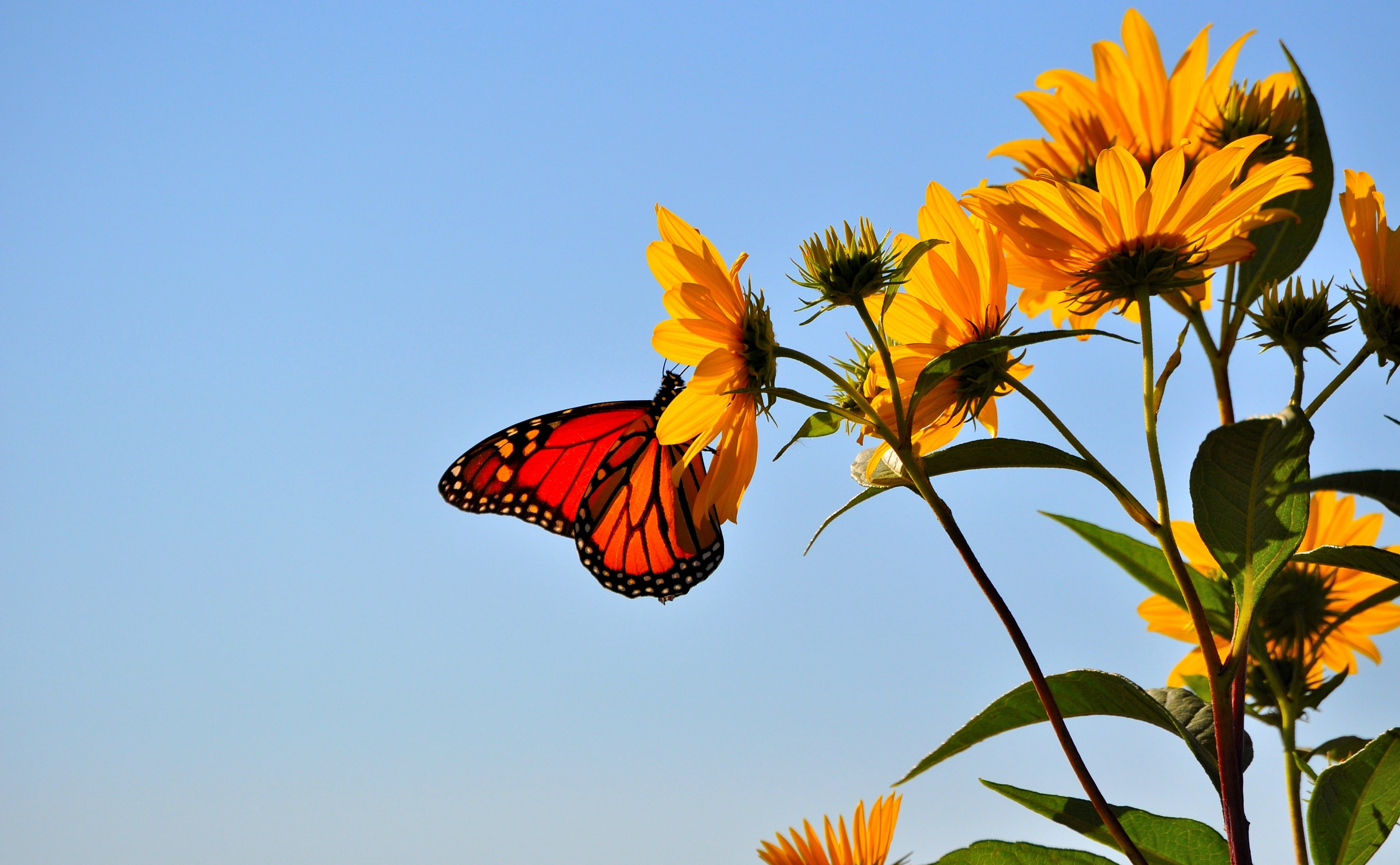 batavia, wildlife, Nature, unitedstates, 4K, Insect, Animals, Insects, illinois, Flowers, kane, Butterfly, HD Wallpaper