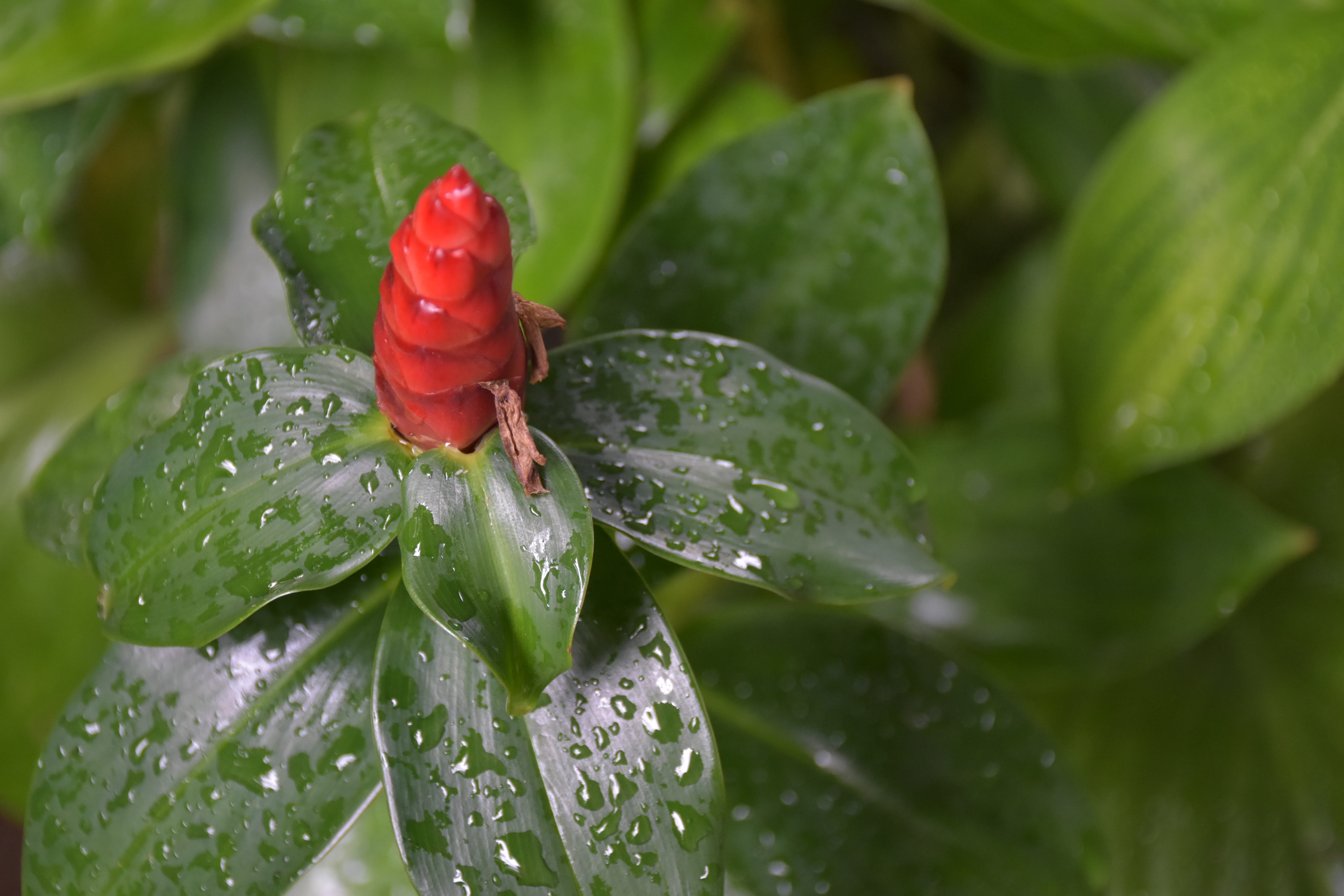 fabric, dust, reddish orange, wet, bright, freshness, shrubs flowers red, white flowers, red flowers, rainy season, water, colorful, beauty, fragility, HD Wallpaper