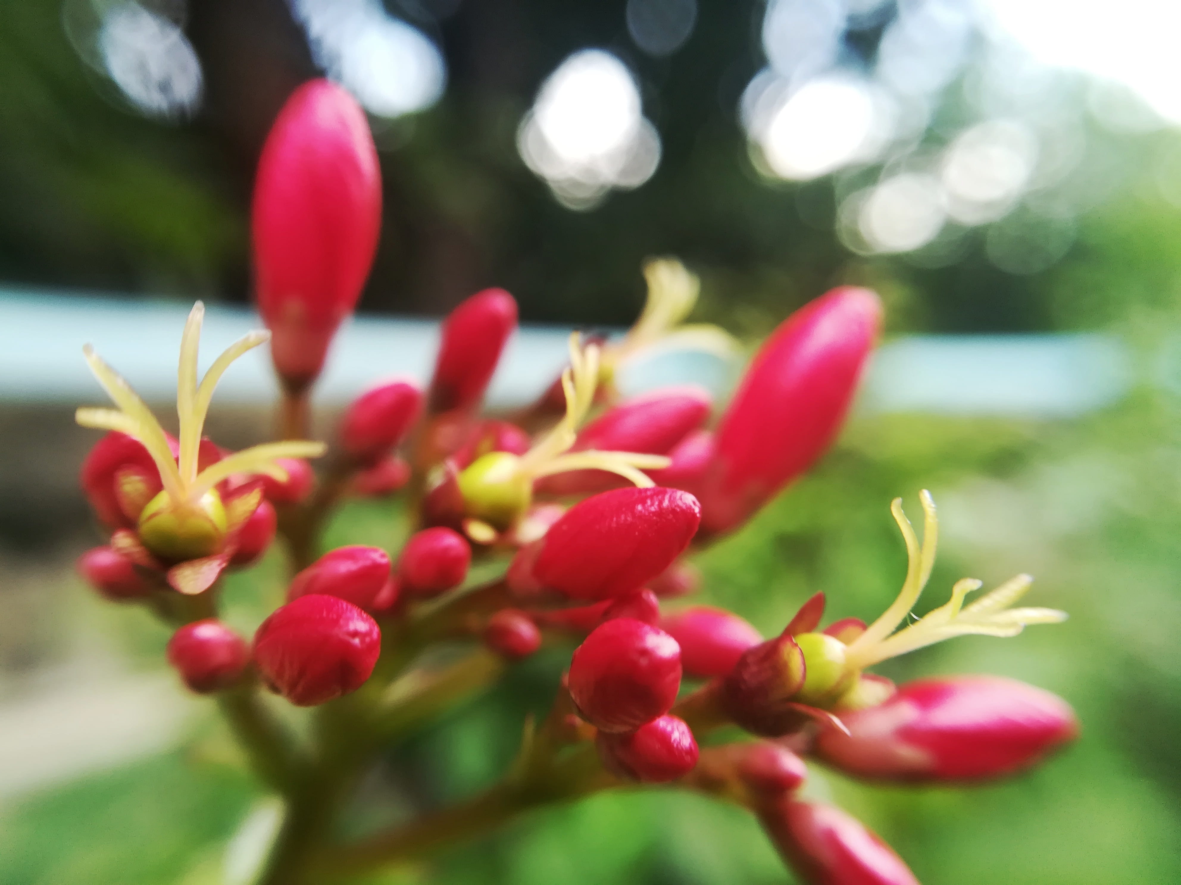 bud, flower head, no people, pink color, close-up, flowers, beauty in nature, petal, selective focus, freshness, nature, flower, day, fragility, beginnings, HD Wallpaper
