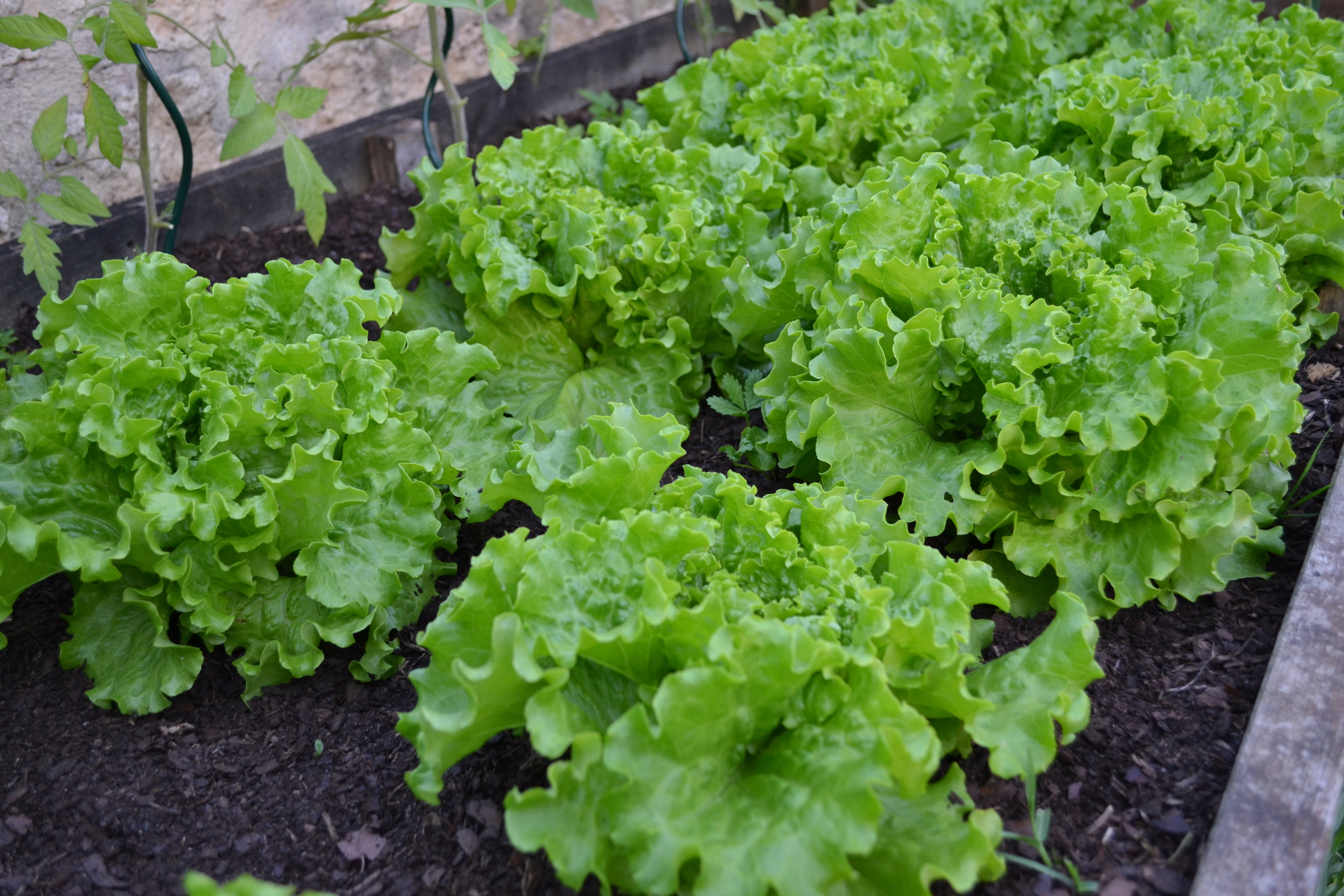 growth, green leaves, leaf, abundance, outdoors, vegetables, healthy eating, plants, wellbeing, freshness, 4K, day, batavia, green, harvest, vegetable, HD Wallpaper