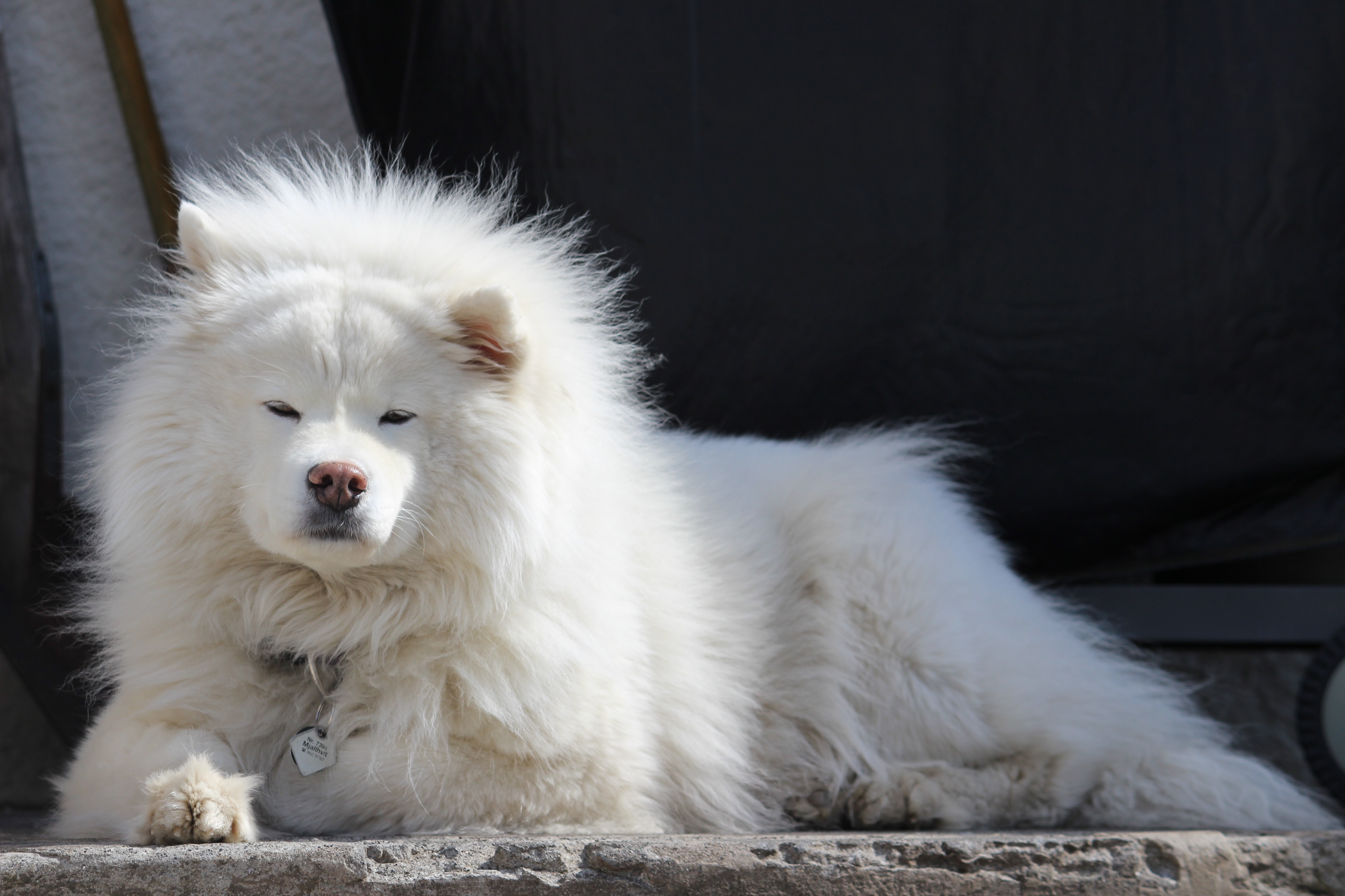 vertebrate, close-up, cute, lying down, hair, white, iceland, no people, dog, sunbathing, white color, doggy, animal hair, whisker, samoyed, one animal, HD Wallpaper