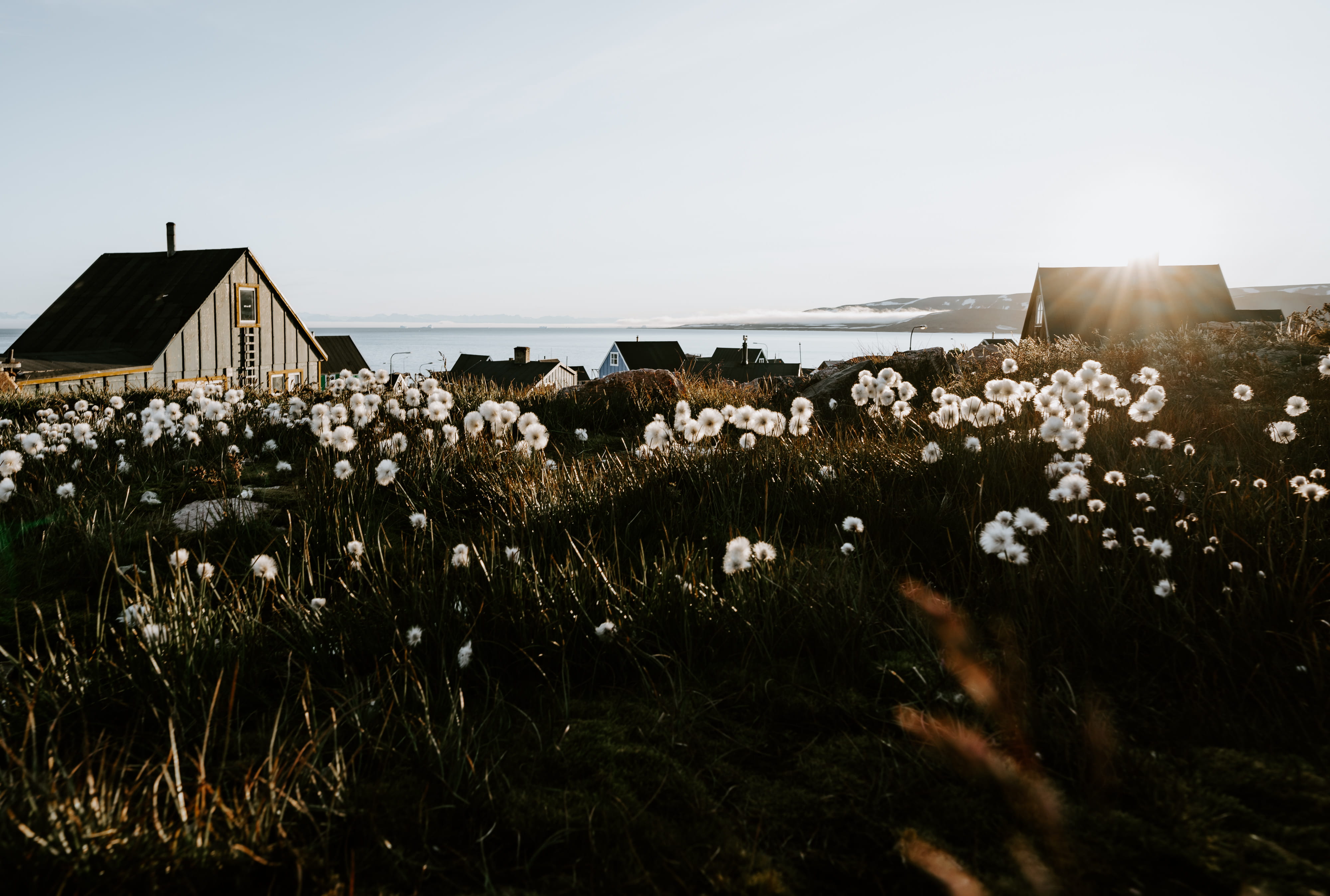 scoresbysund, house, village, wood - Material, flower, summer, 4K, landscape, arctic, bed, dwelling, outdoors, abode, sky, uSA, beach, settlement, sea, HD Wallpaper