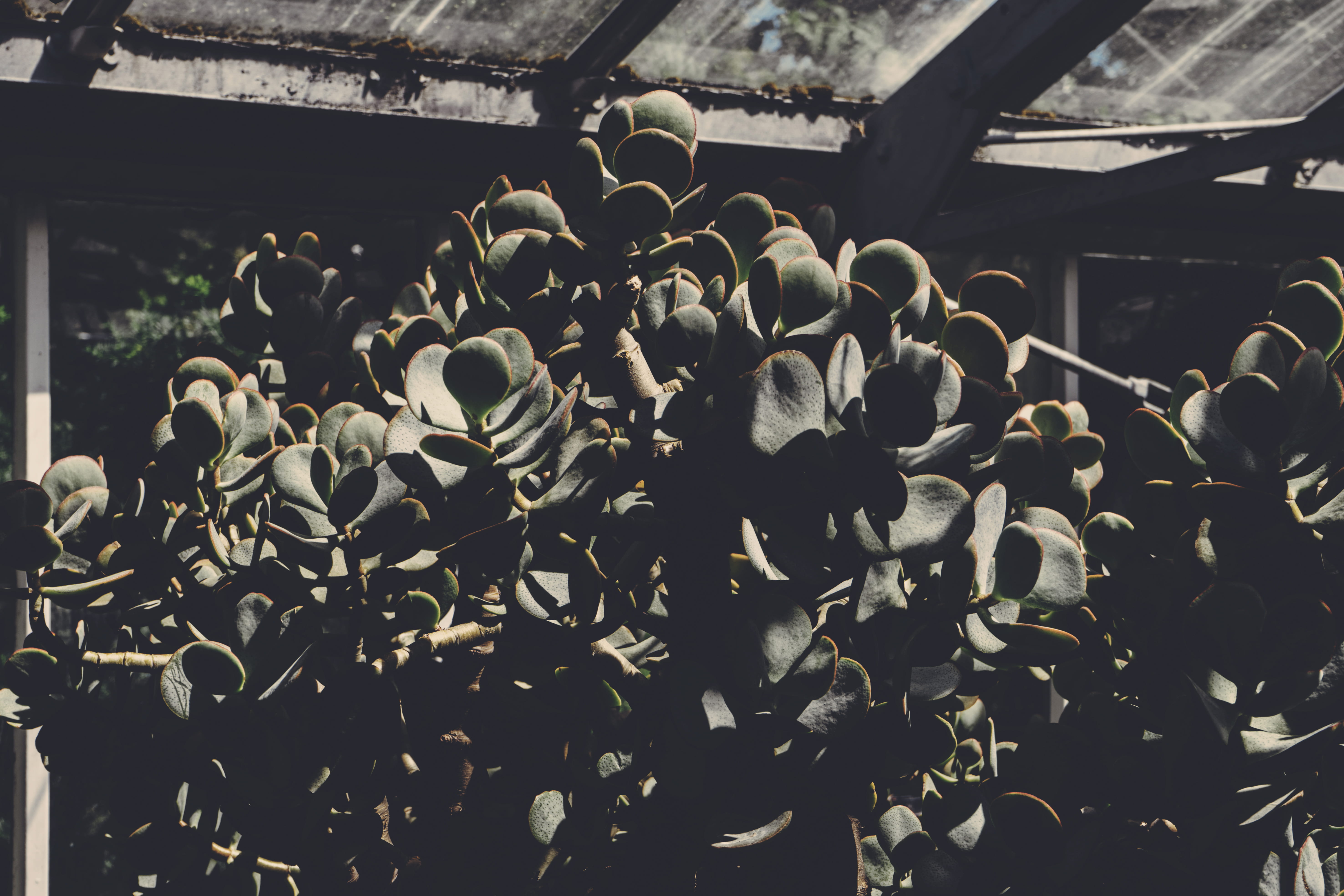 outdoors, nature, succulent, the past, built structure, building exterior, canada, building, green, day, plant, close-up, tree, beauty in nature, green house, HD Wallpaper