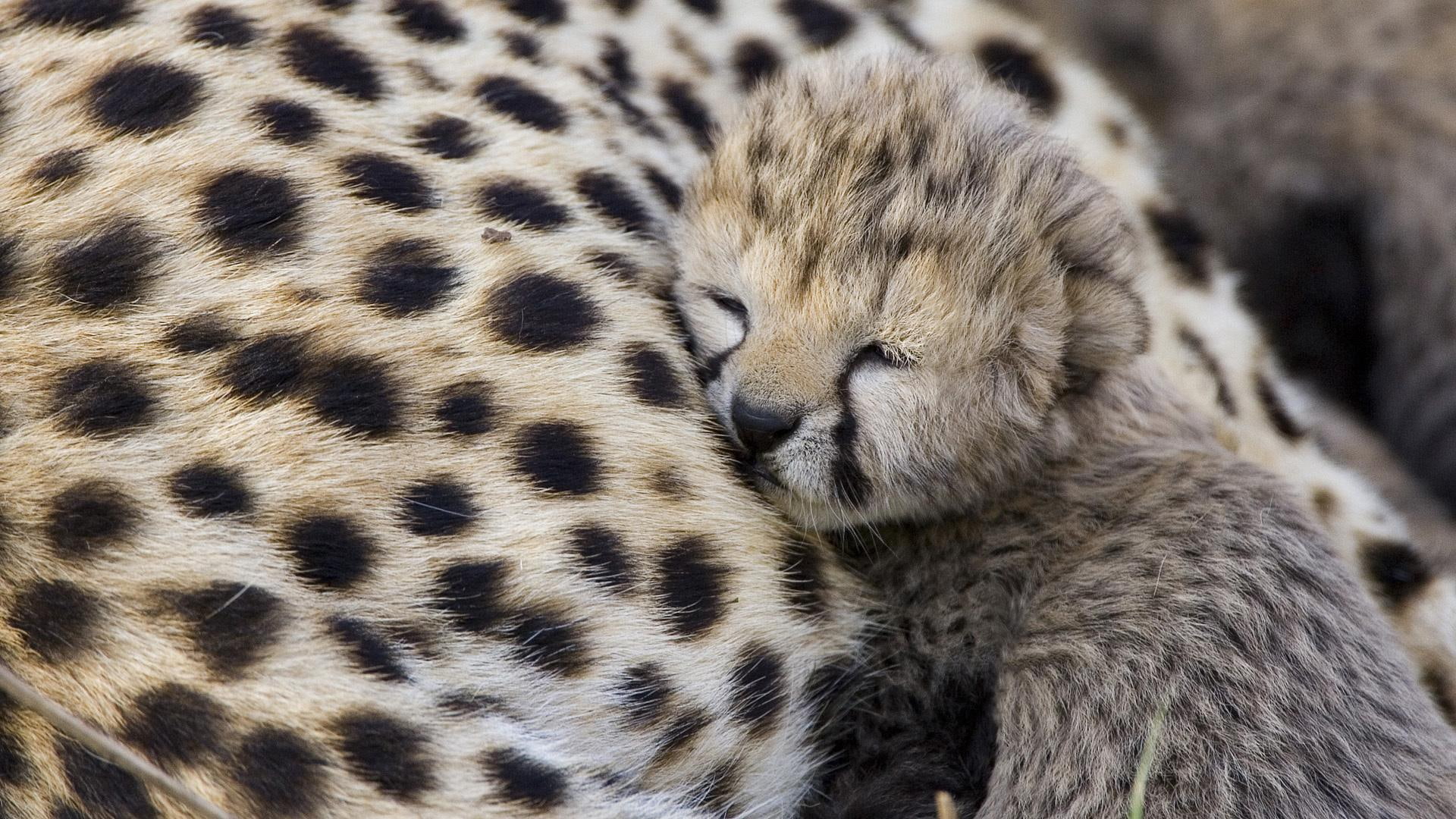 1080P, baby, mummy, cats, animals, cheetah, leopard, HD Wallpaper
