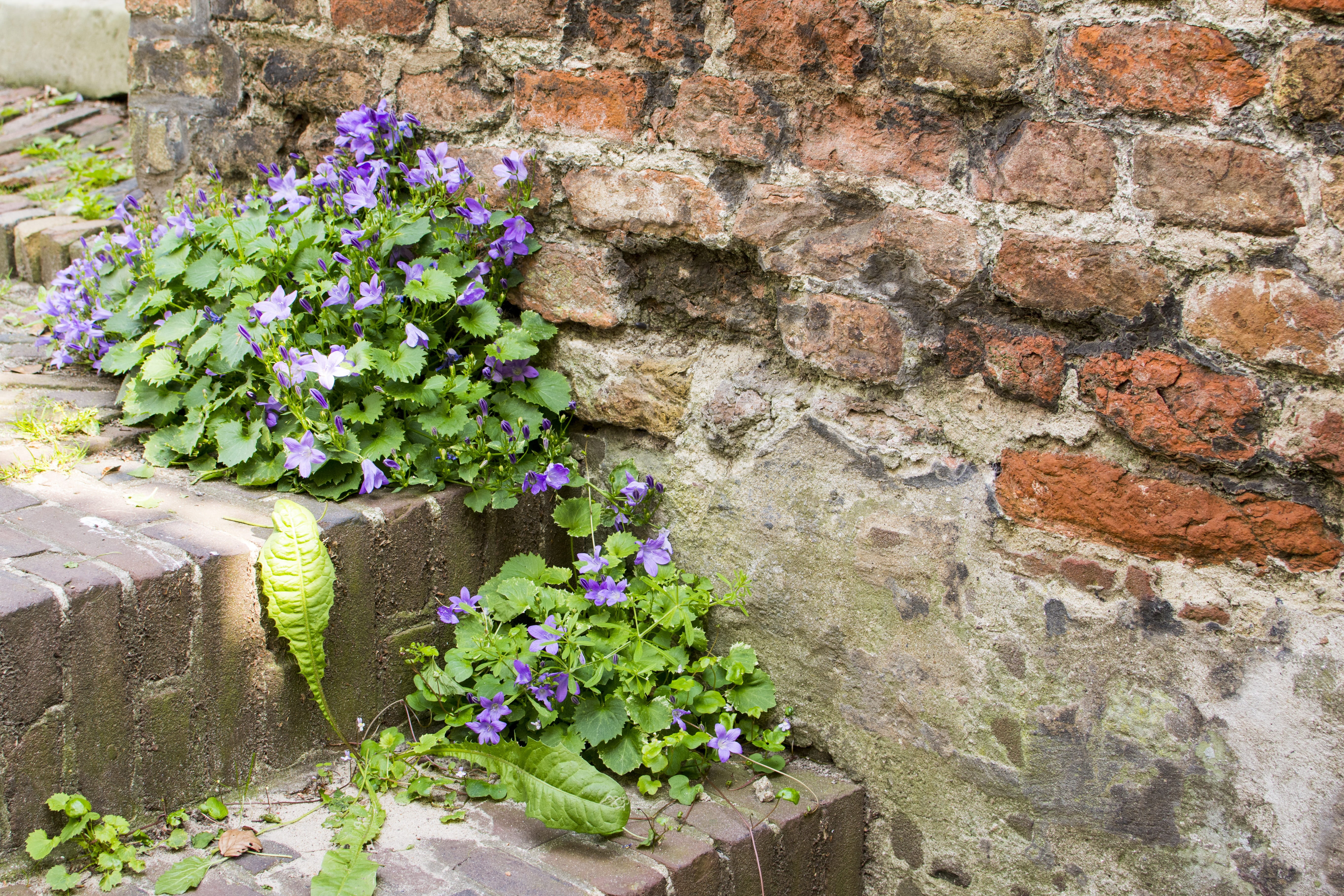 brick, leaf, flowers, nature, trap, plant, growth, flower pot, architecture, freshness, wall, day, fragility, flowering plant, stone wall, wall - building feature, HD Wallpaper