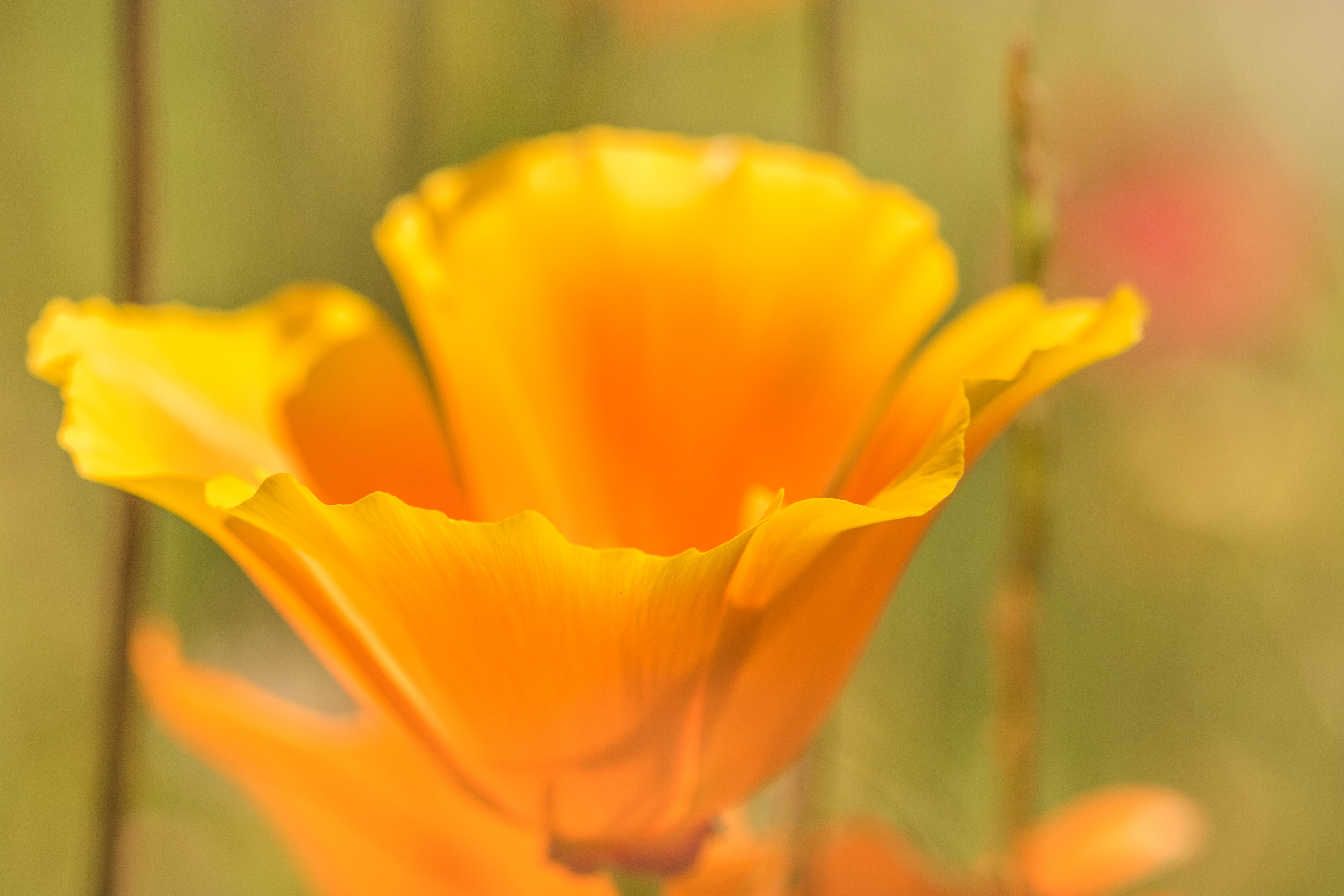 orange, pavot, summer, la, de, fleur, Nature, flower, DOF, springtime, photo, vous, 5K, naissance, yellow, beauty In Nature, california, close, faire, HD Wallpaper