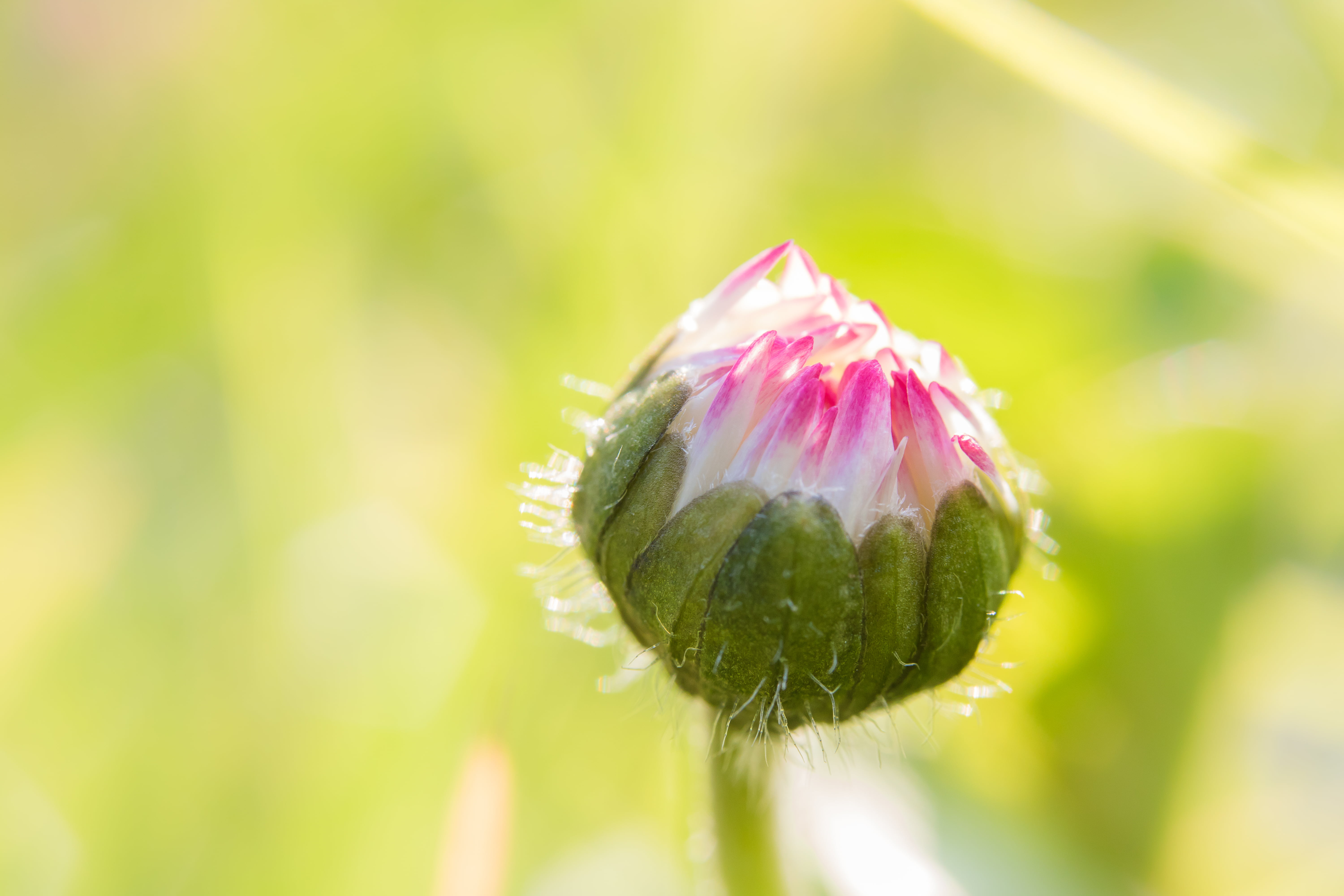bloom, pink Color, pâquerette, flower Head, leaf, flower bud, white flower, bud, nature, summer, Naissance, blossom, daisy, macro photography, 5K, close-up, HD Wallpaper