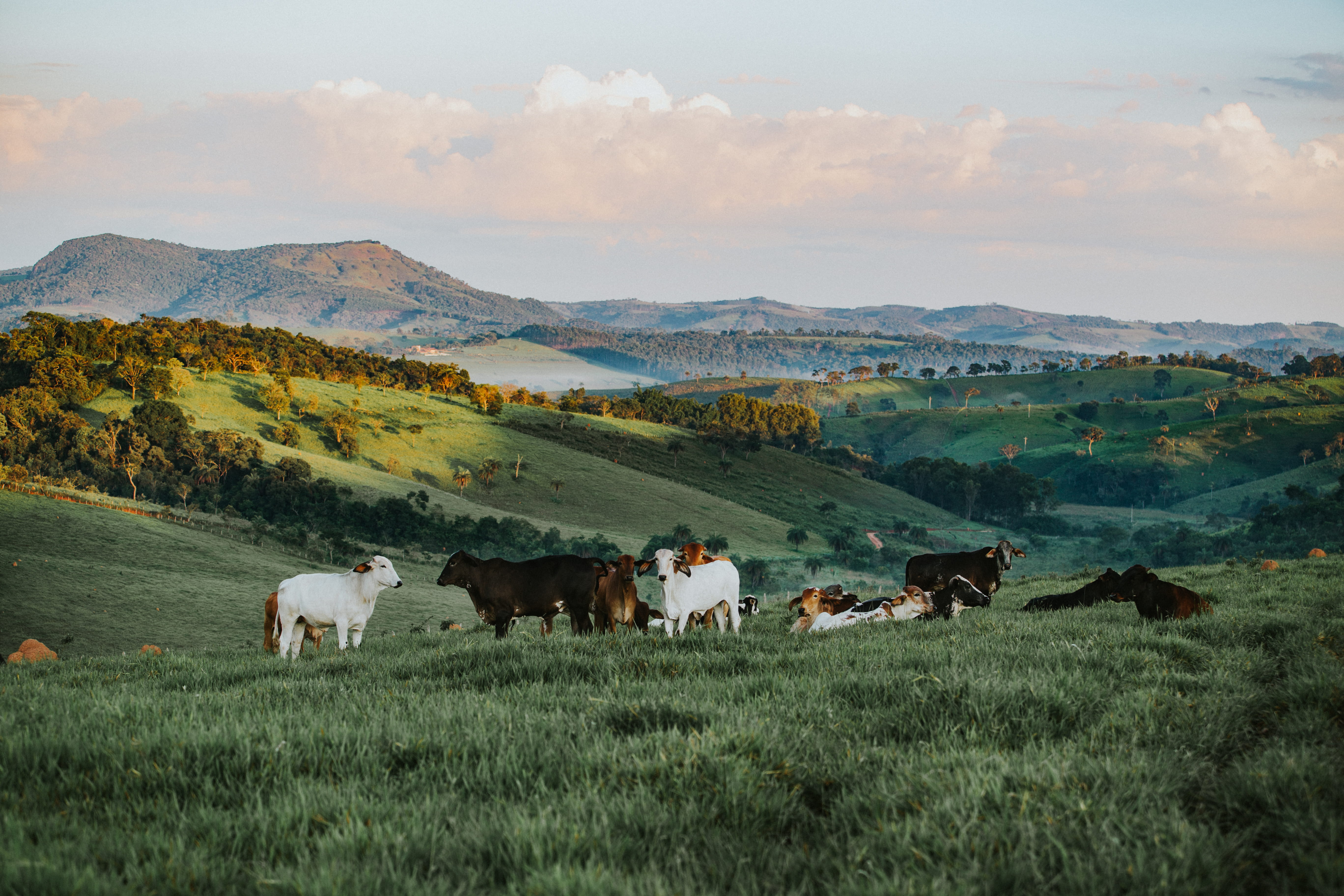 spring, 5K, pets, landscape, no people, land, outdoors, plant, herbivorous, beautiful, sunny, mountain, animal, grass, goats, animal themes, morning, surise, HD Wallpaper
