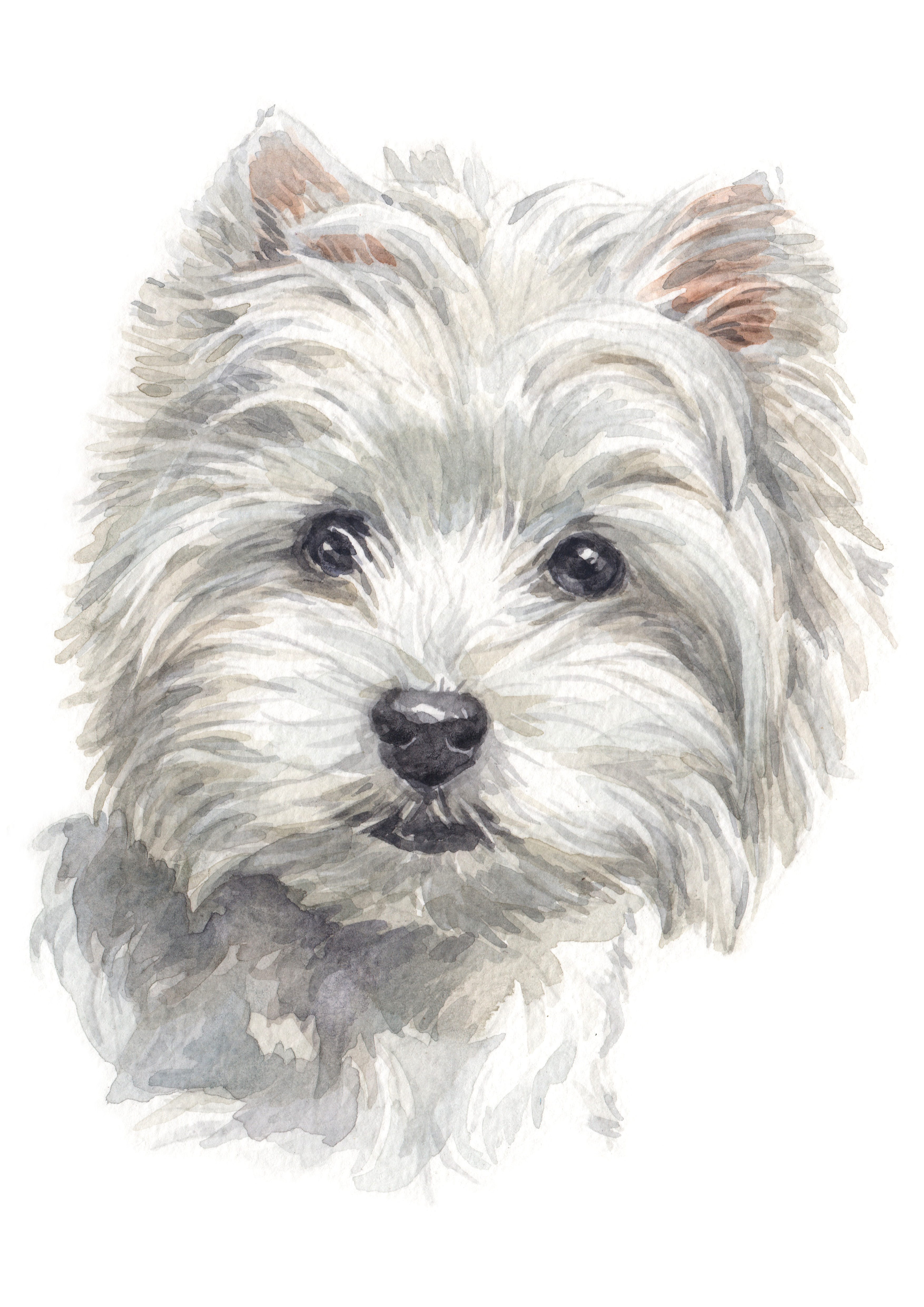 beautiful, dog, pet, looking, adorable, small, 4K, art, lap dog, design, pedigree, domestic animals, background, portrait, indoors, west highland white terrier, Phone HD Wallpaper