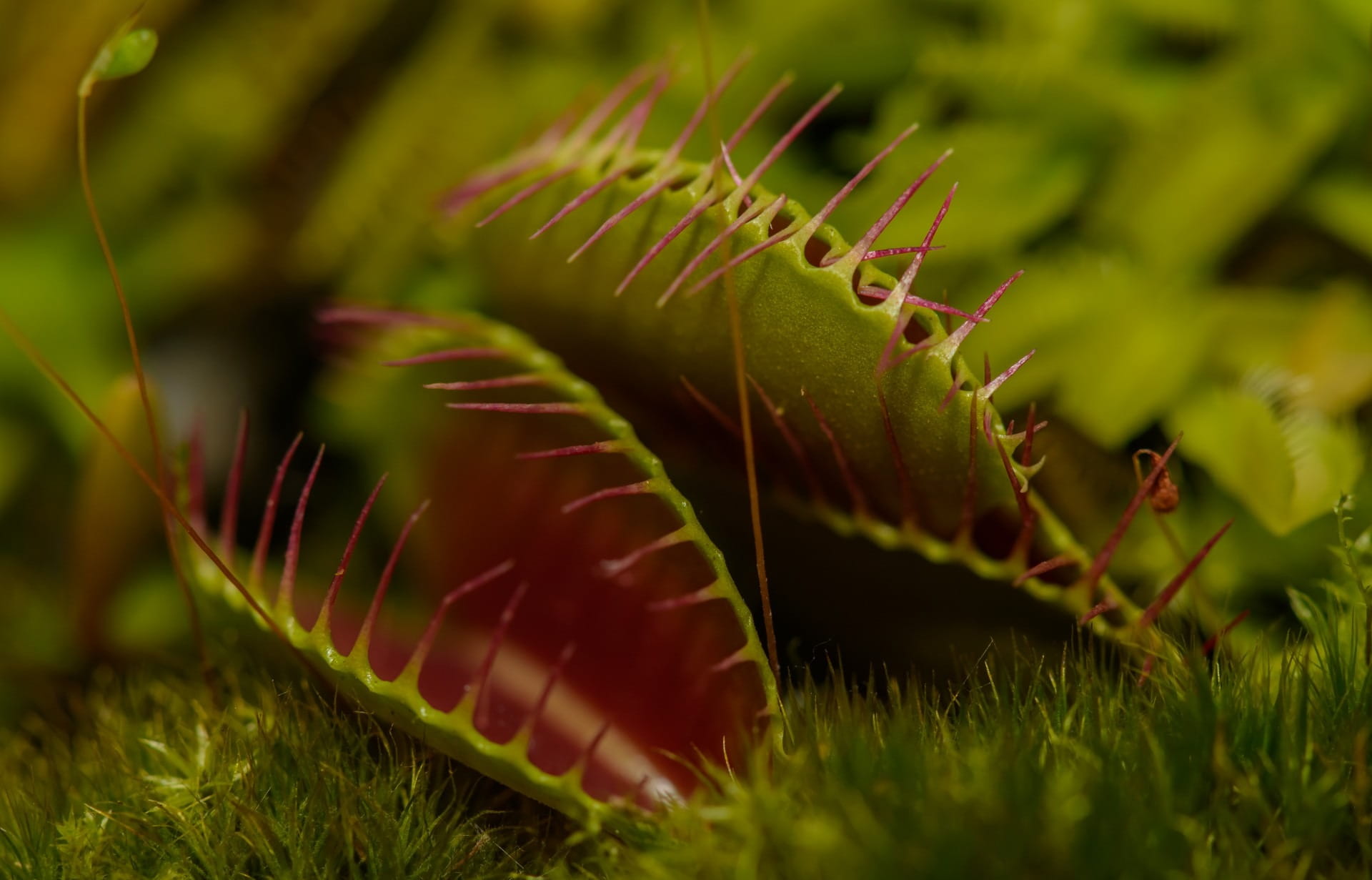 outdoors, animal, growth, animal themes, animal wildlife, plant part, focus, close-up, fly, animals in the wild, tranquility, shallow, trap, Flies, no people, HD Wallpaper