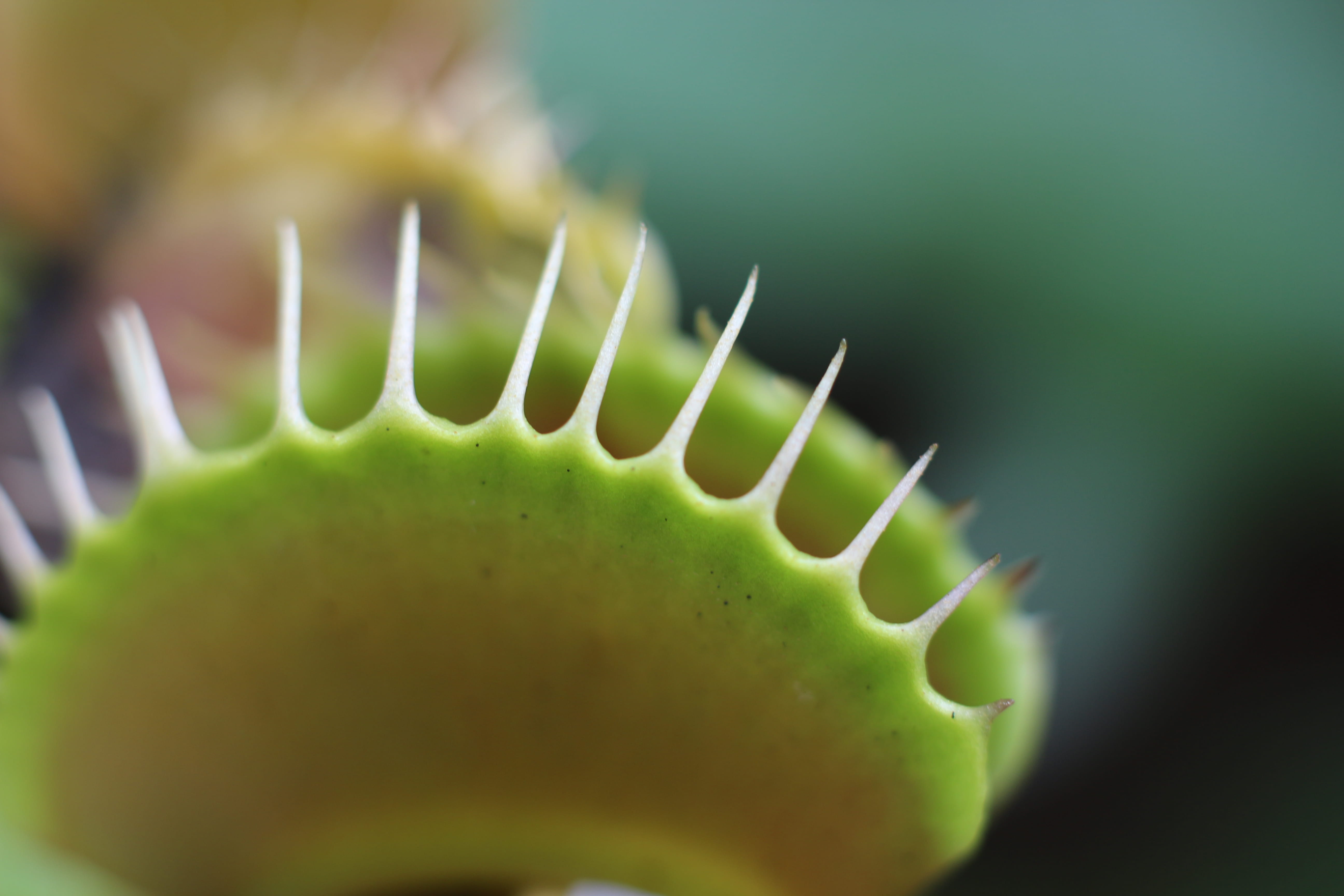 selective focus, venus flytrap, close-up, healthcare and medicine, 5K, no people, slice, photography, food and drink, indoors, single object, wellbeing, HD Wallpaper