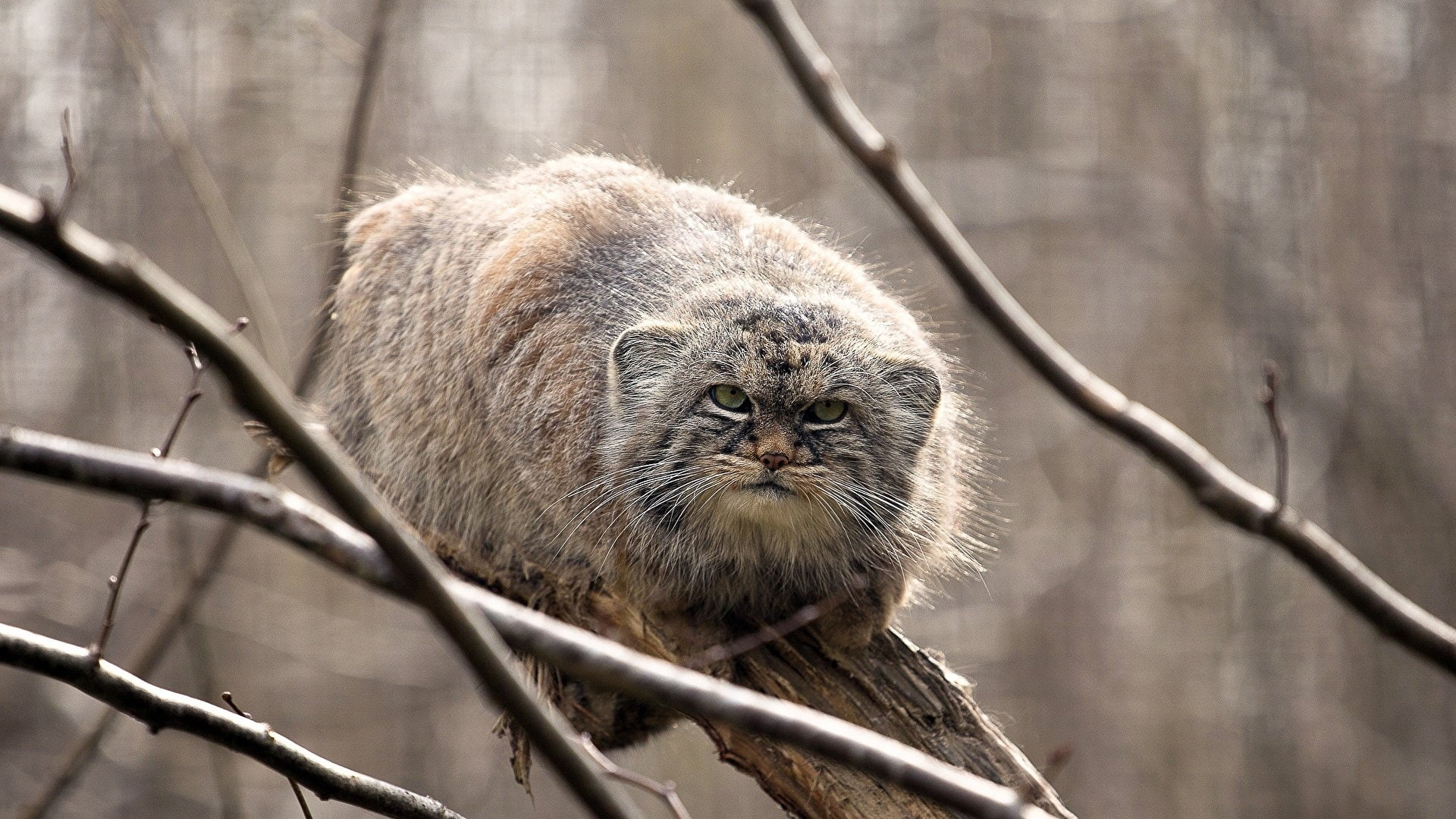 Pallass Cat, animals, 1080P, big cats, HD Wallpaper