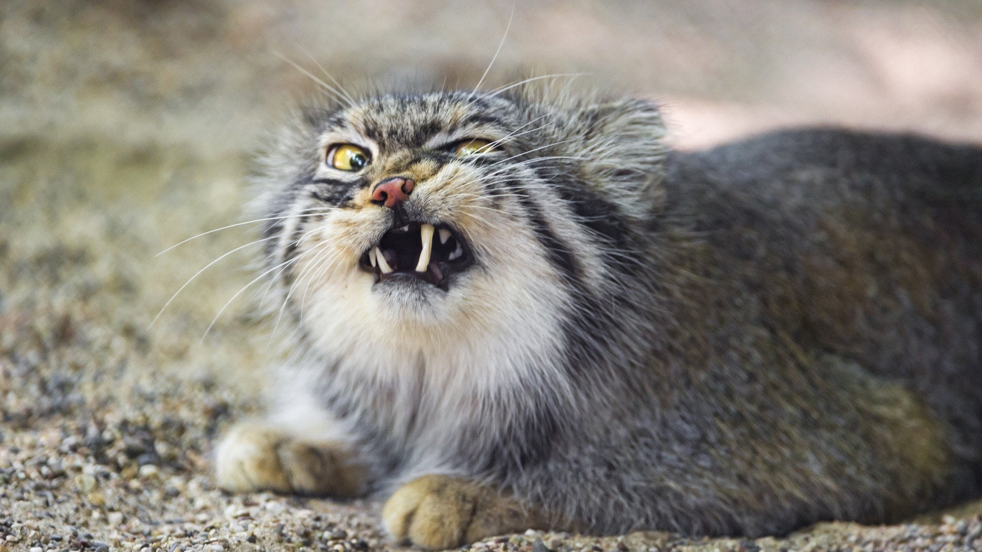 mouth open, Cats, animal wildlife, domestic cat, no people, feline, domestic animals, close-up, Pallass Cat, pets, animals in the wild, domestic, Cat, portrait, HD Wallpaper