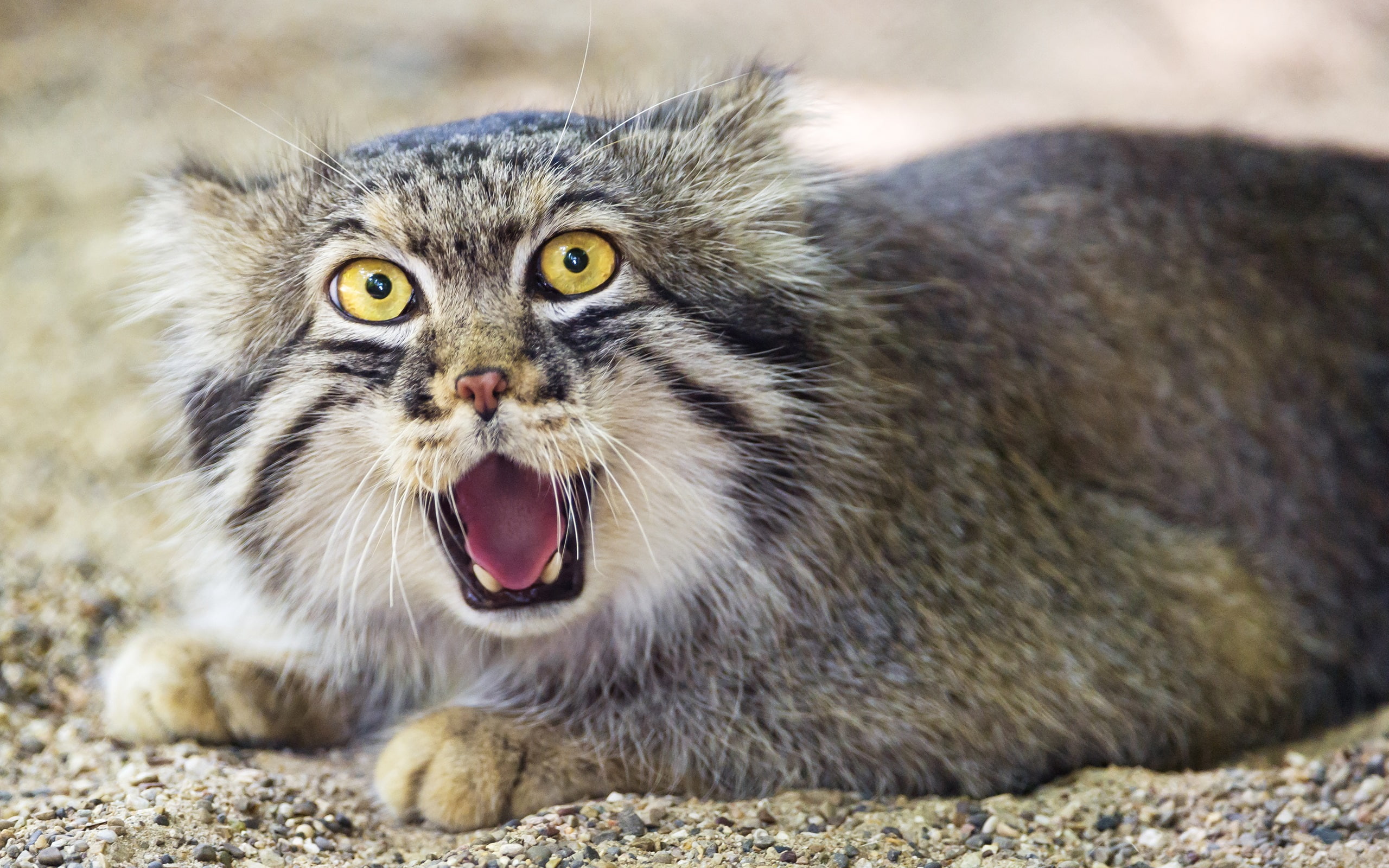 s, Pallas, Face, Front, View, gray, black, Cat, 2K, HD Wallpaper
