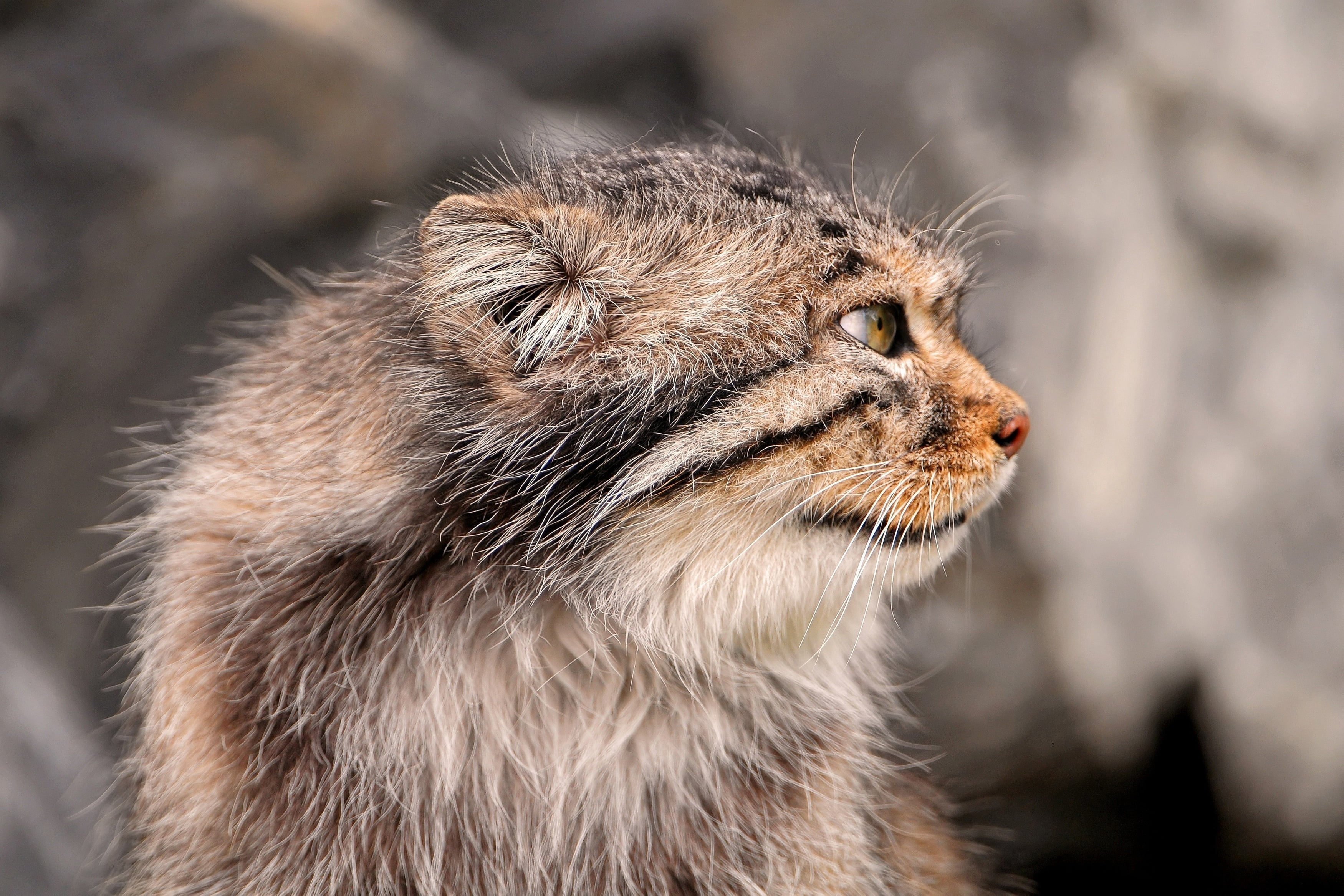 animals In The Wild, profile view, wild, portrait, cute, animal themes, close-up, nature, animal Head, mammal, wildlife, feline, fur, human Face, domestic Cat, HD Wallpaper
