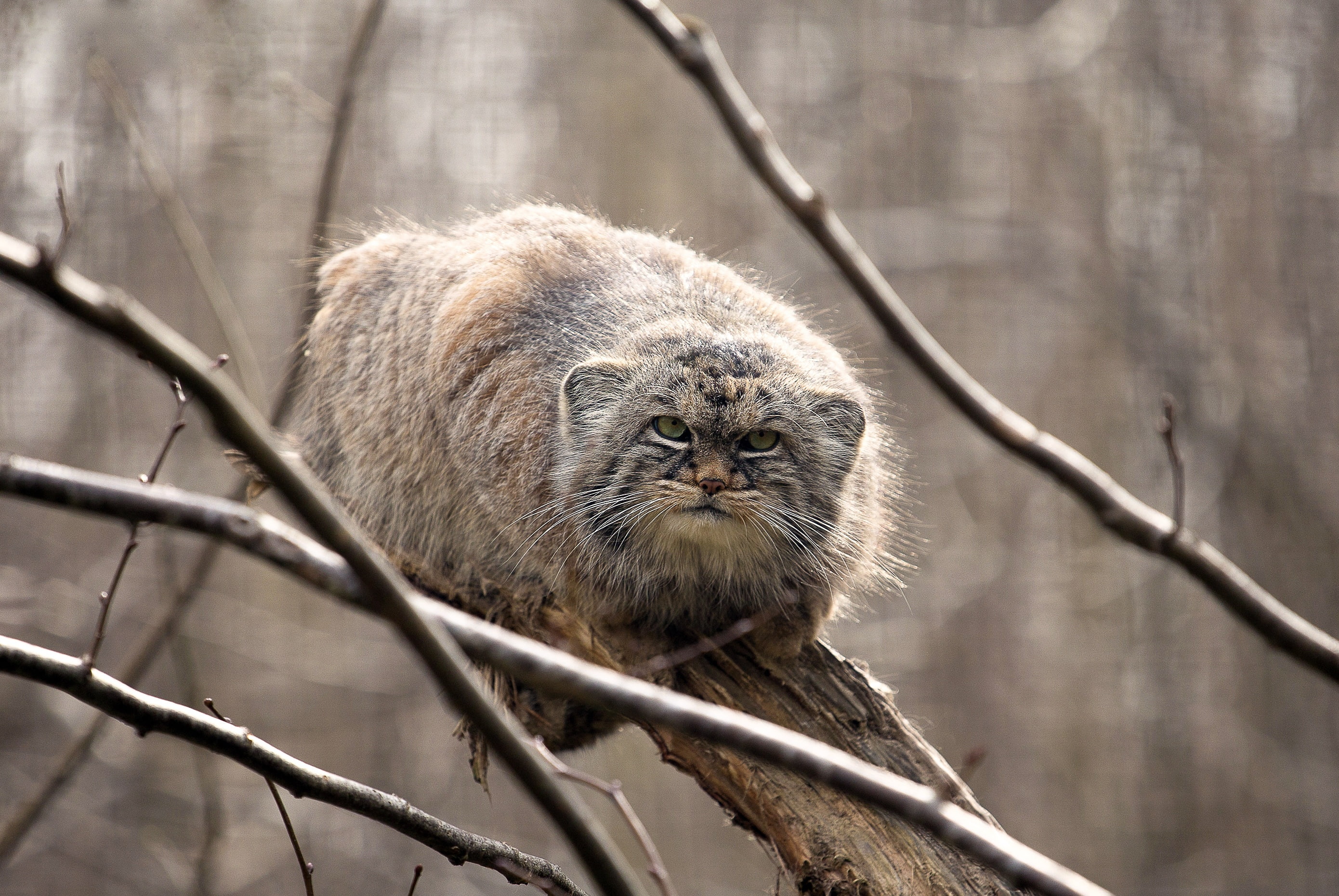 manul, on the tree, look, the Pallas cat, 2K, HD Wallpaper