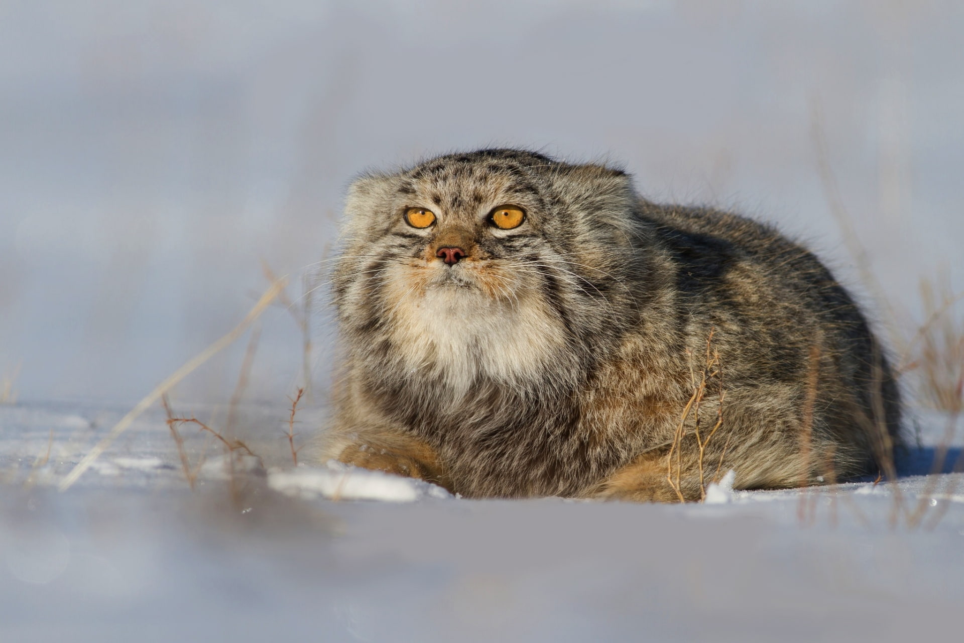 Pallass Cat, Cats, Wildlife, 1080P, Winter, HD Wallpaper
