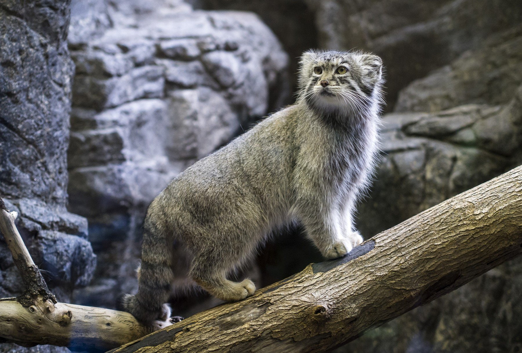 nature, animals in the wild, tree, one animal, sitting, solid, outdoors, rock, no people, rock - object, zoo, mammal, 720P, animals in captivity, vertebrate, HD Wallpaper