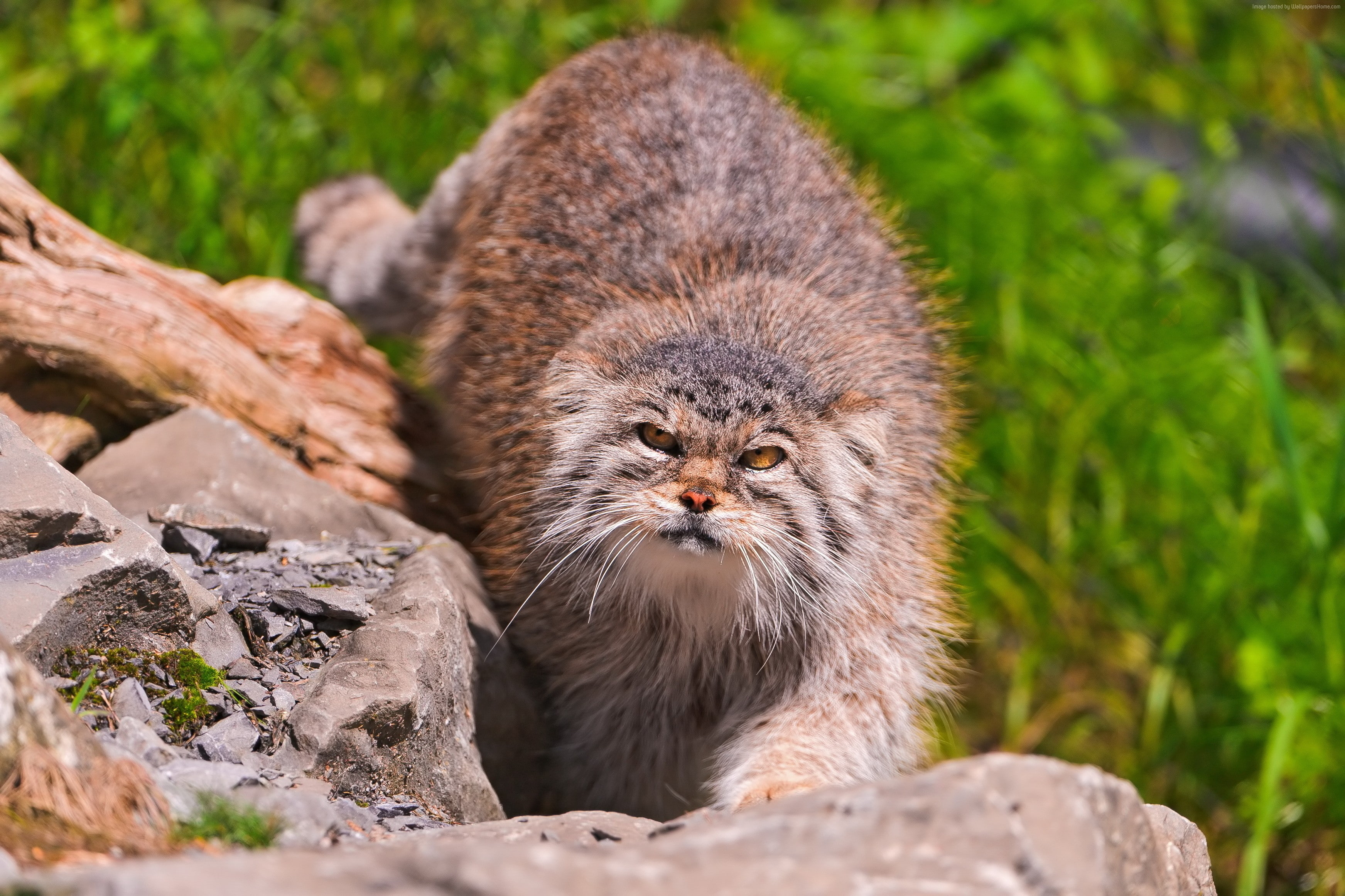 green grass, stones, 2K, wild cat, fluffy, Pallas cat, sunny day, walk, HD Wallpaper