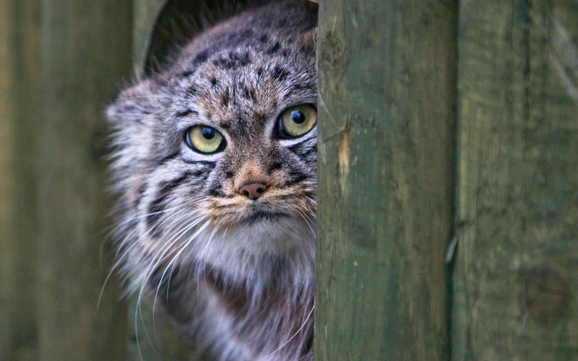 1080P, Pallass Cat, Cats, HD Wallpaper