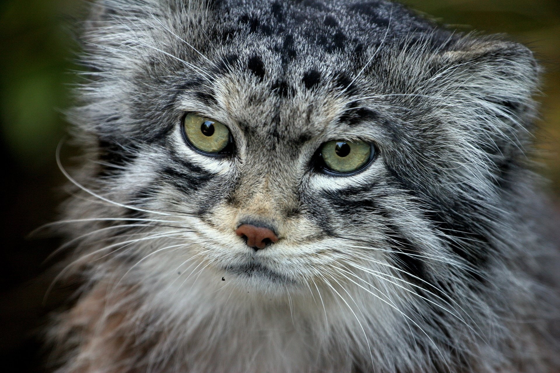 Cats, Pallass Cat, 1080P, HD Wallpaper