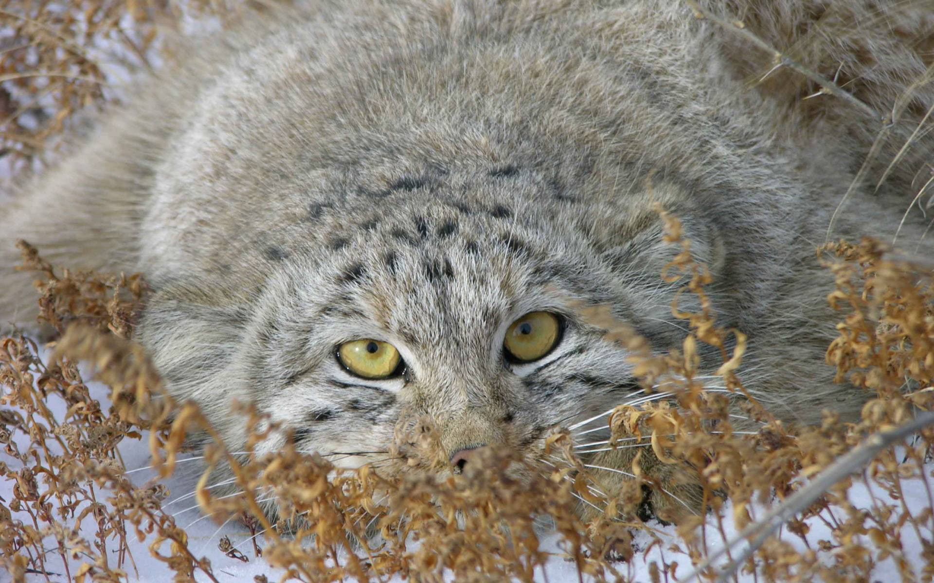 1080P, Cats, Pallass Cat, HD Wallpaper