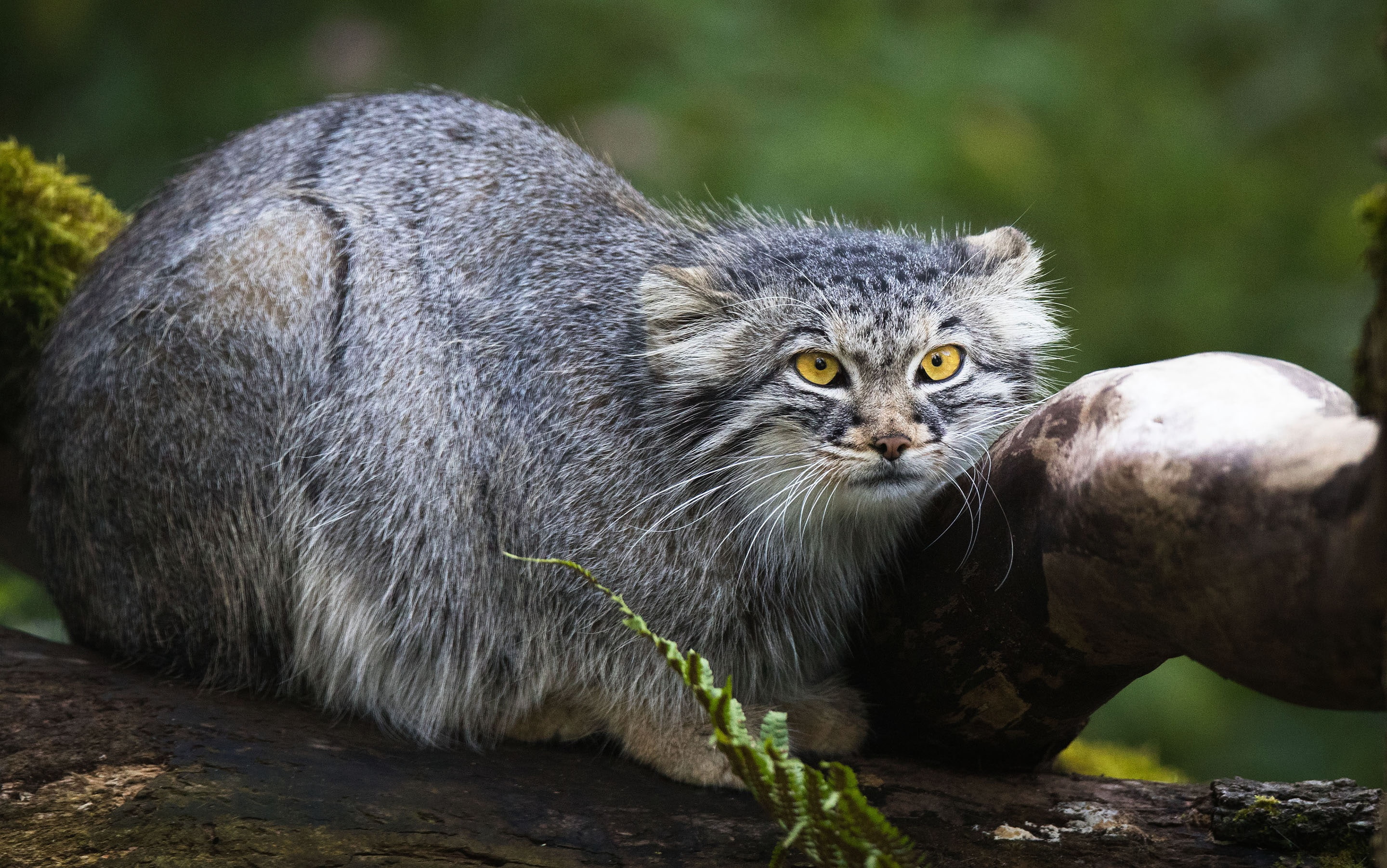 2K, Wildlife, Pallass Cat, Cats, HD Wallpaper