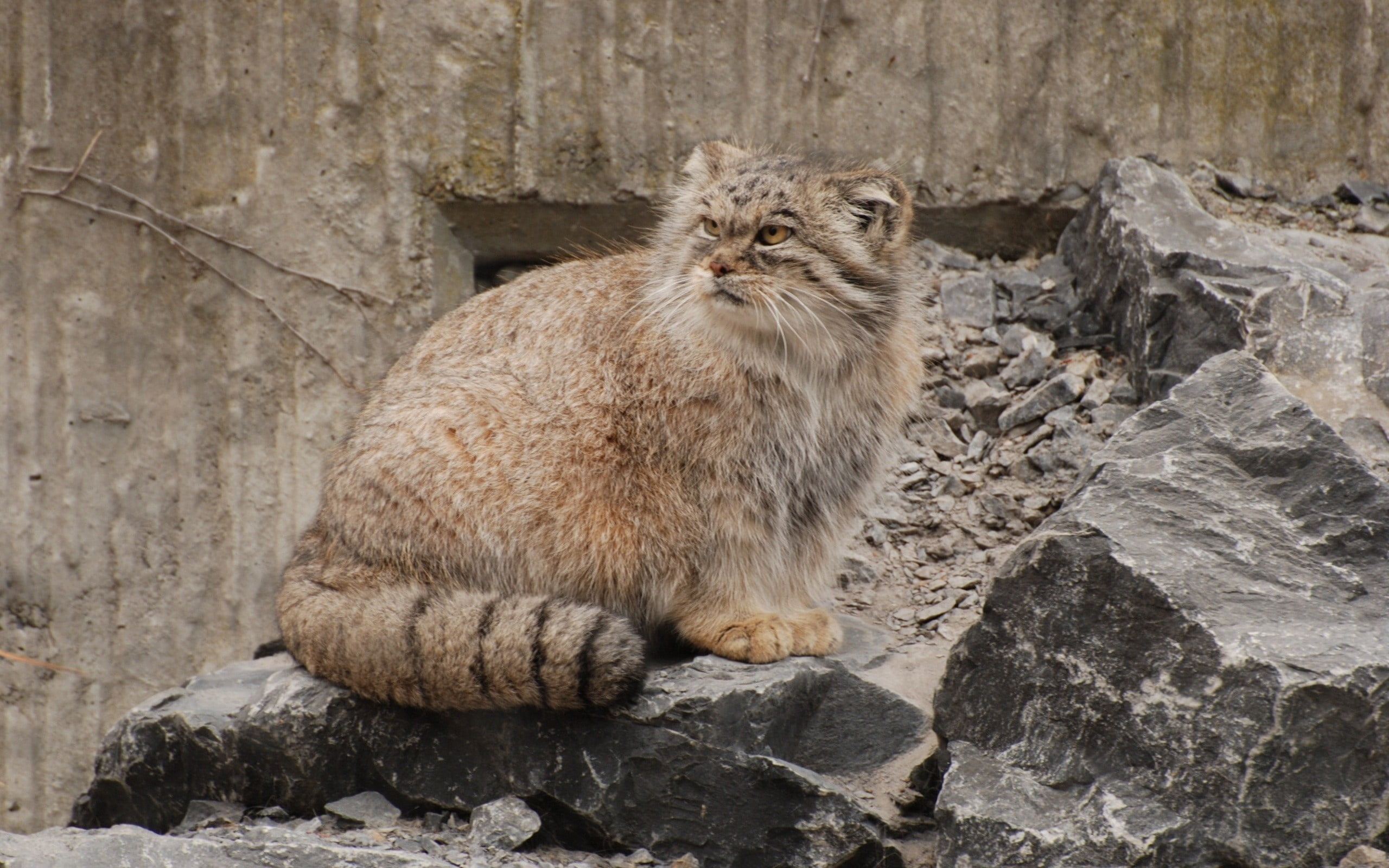 pets, animal, day, rock - object, nature, rock, one animal, brown, no people, pallas, vertebrate, looking, 2K, sitting, aggression, whisker, relaxation, HD Wallpaper