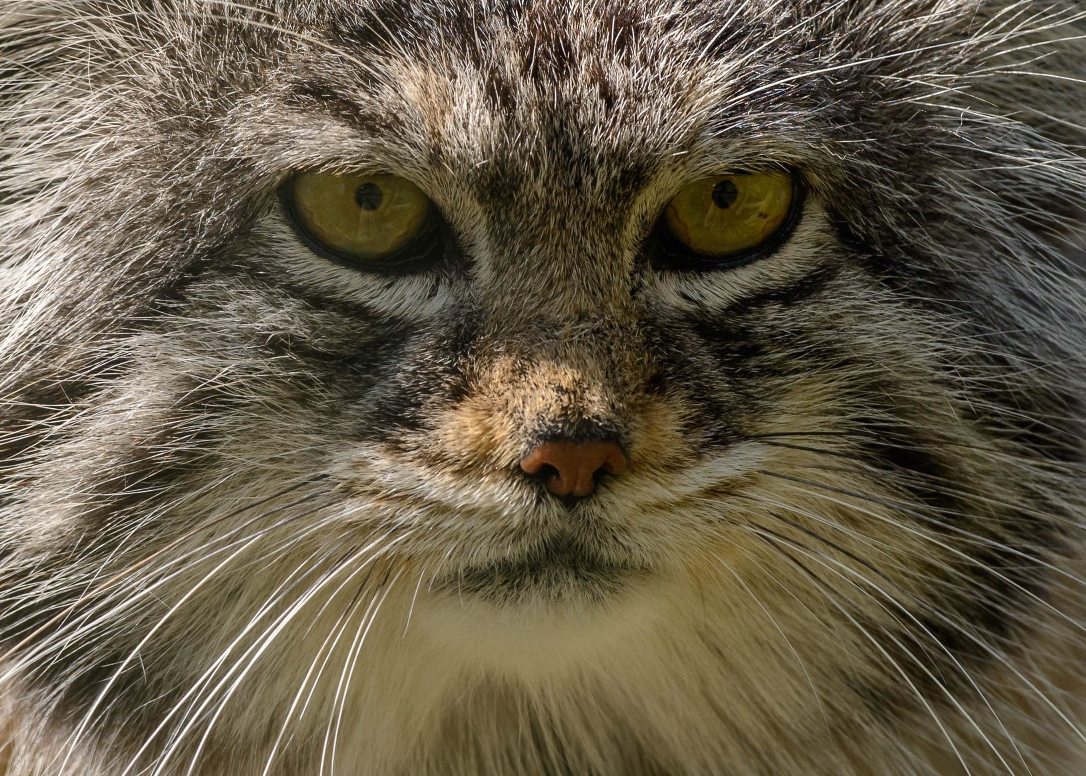 wild, pallas, 1080P, predator, face, portrait, manul, cat, HD Wallpaper