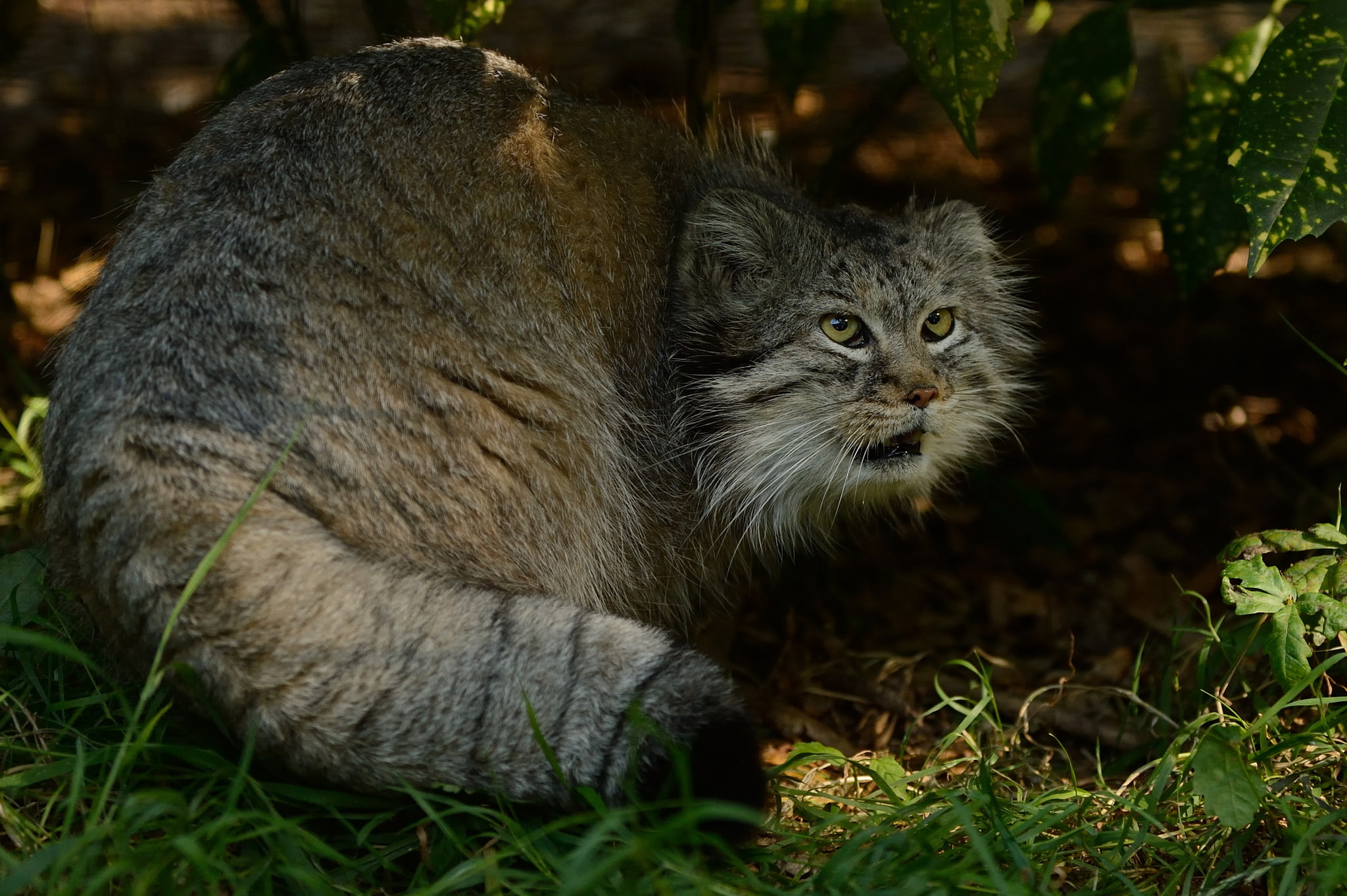 manul, predator, © Anne-Marie Kalus, the Pallas cat, 1080P, HD Wallpaper