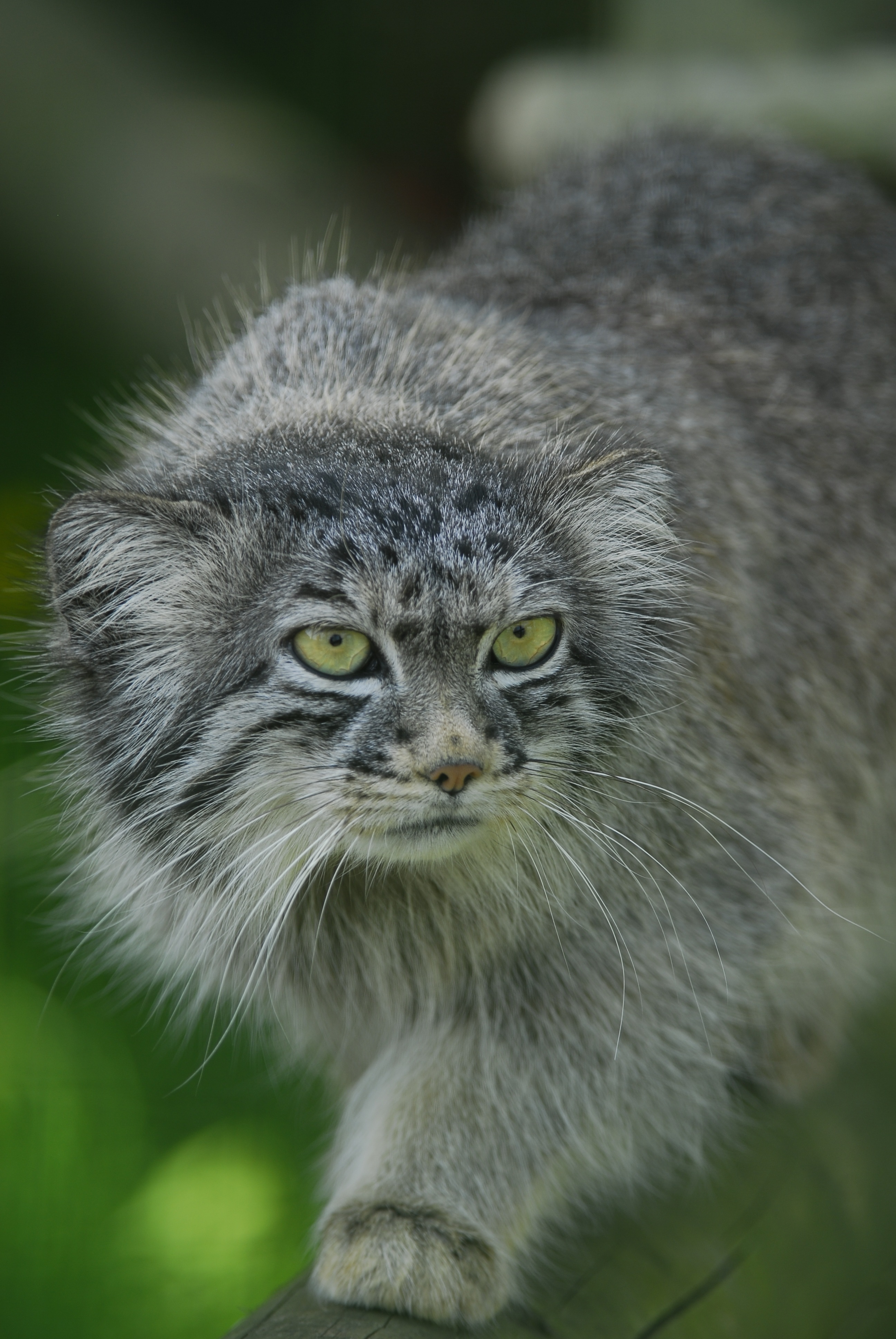 wild cat, selective focus, manul, animal, looking at camera, yellow eyes, vertebrate, domestic cat, 4K, whisker, animal themes, pallas cat, focus on foreground, Phone HD Wallpaper