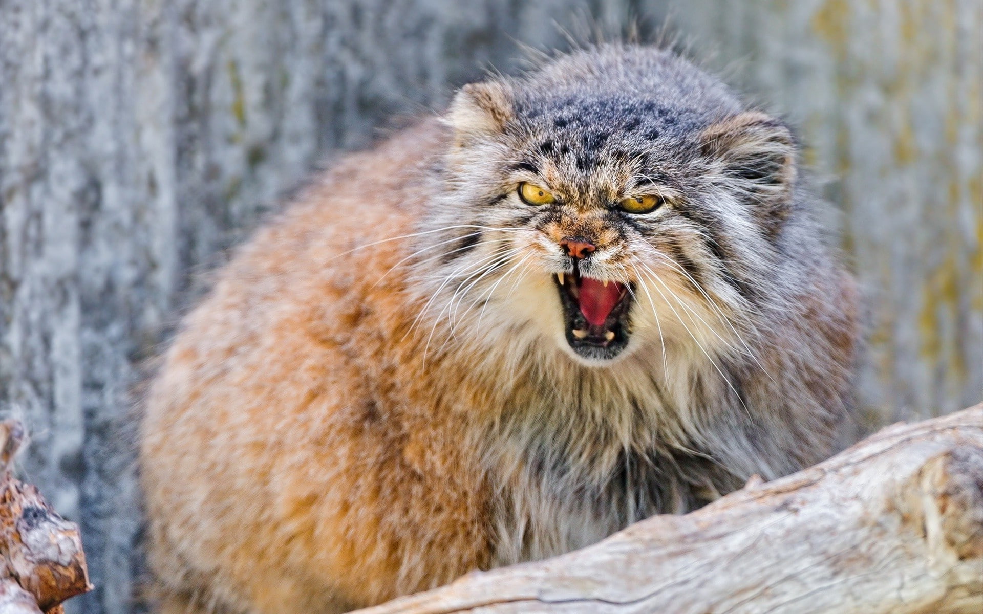 pallas cat, 1080P, HD Wallpaper
