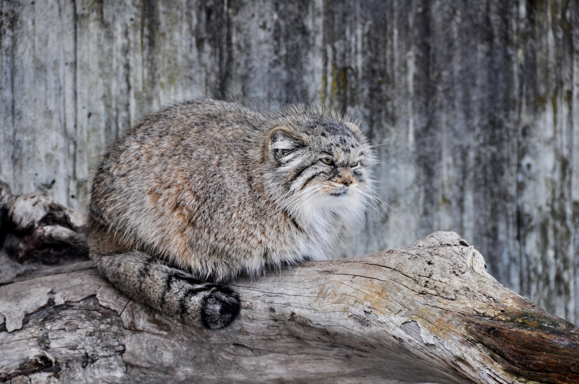 one animal, wood - material, animal wildlife, wood, animal, trunk, animal themes, whisker, nature, raccoon, animals in the wild, Cats, looking away, Pallass Cat, HD Wallpaper