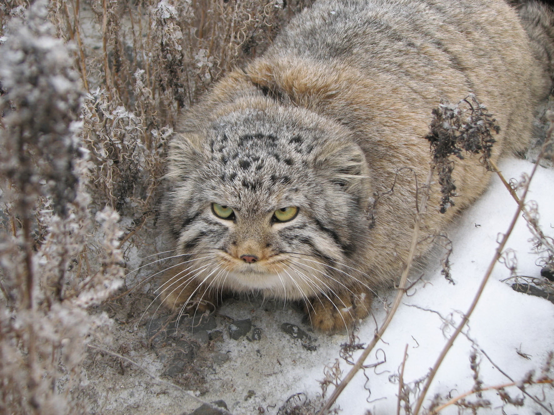 mammal, animal wildlife, feline, animal, looking at camera, 720P, staring, pets, animal Eye, animal head, outdoors, snow, looking, cat, undomesticated Cat, HD Wallpaper