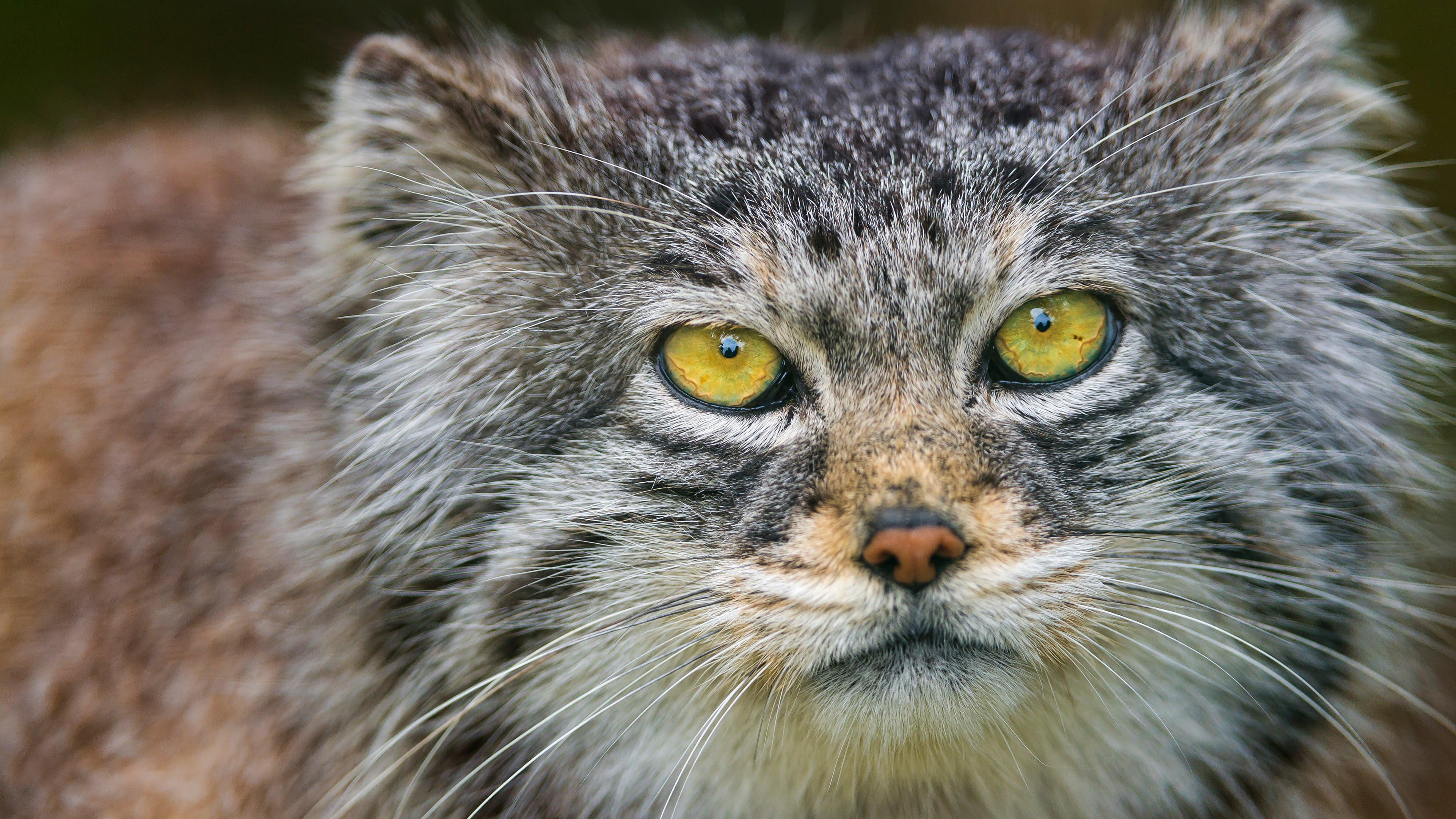 Cat, Animal, Cats, Pallass Cat, 4K, HD Wallpaper