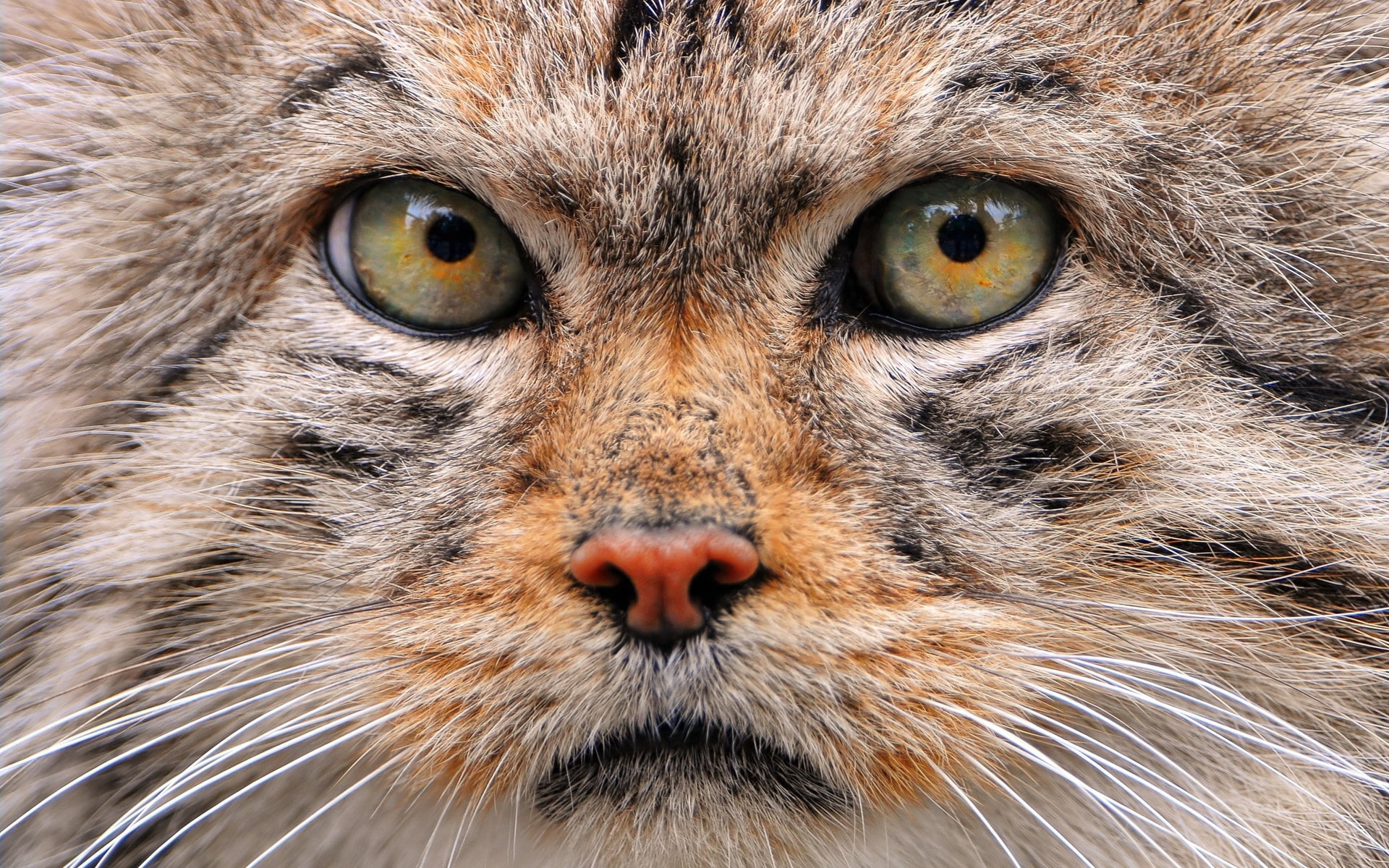 pallas, cat, manul, wild, 1080P, HD Wallpaper