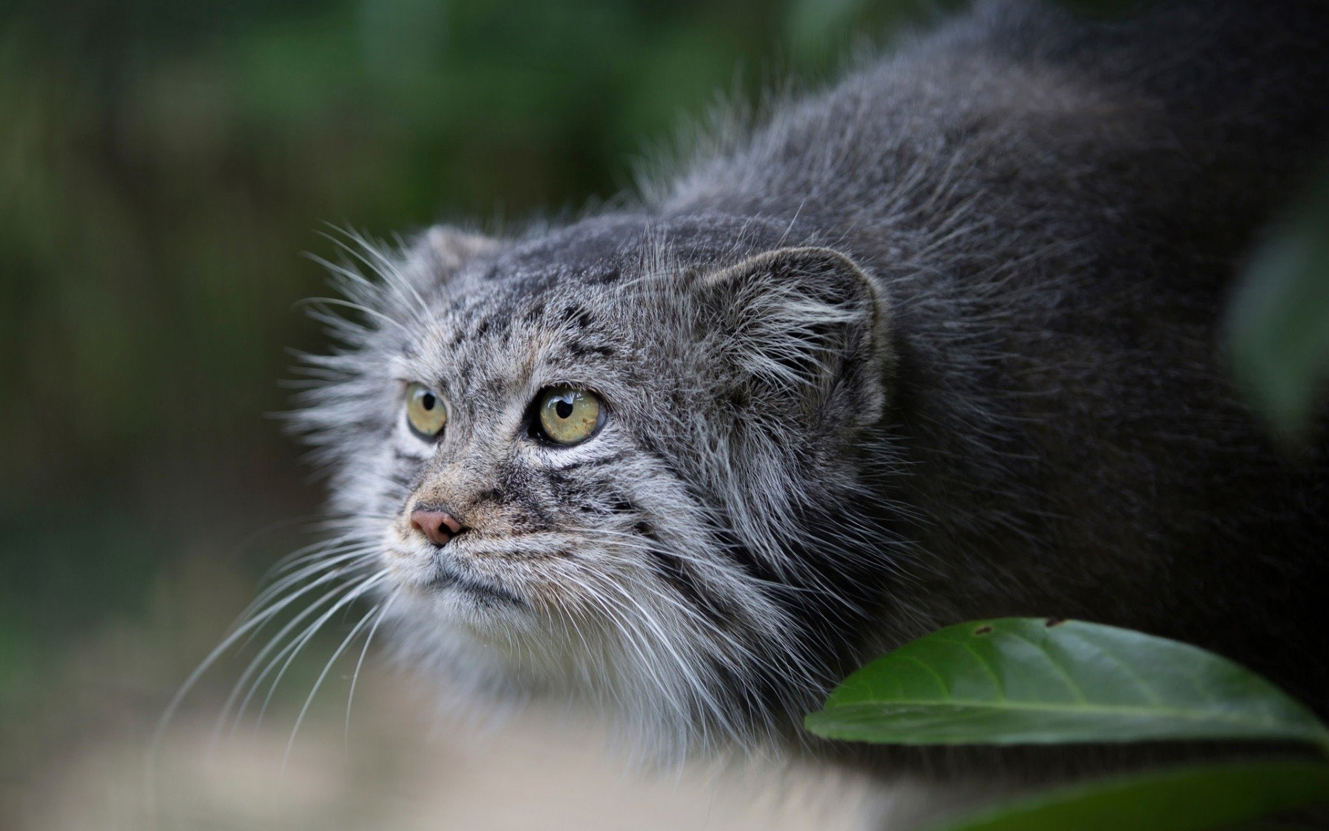 Wildcat, 1080P, Pallass Cat, Cats, HD Wallpaper