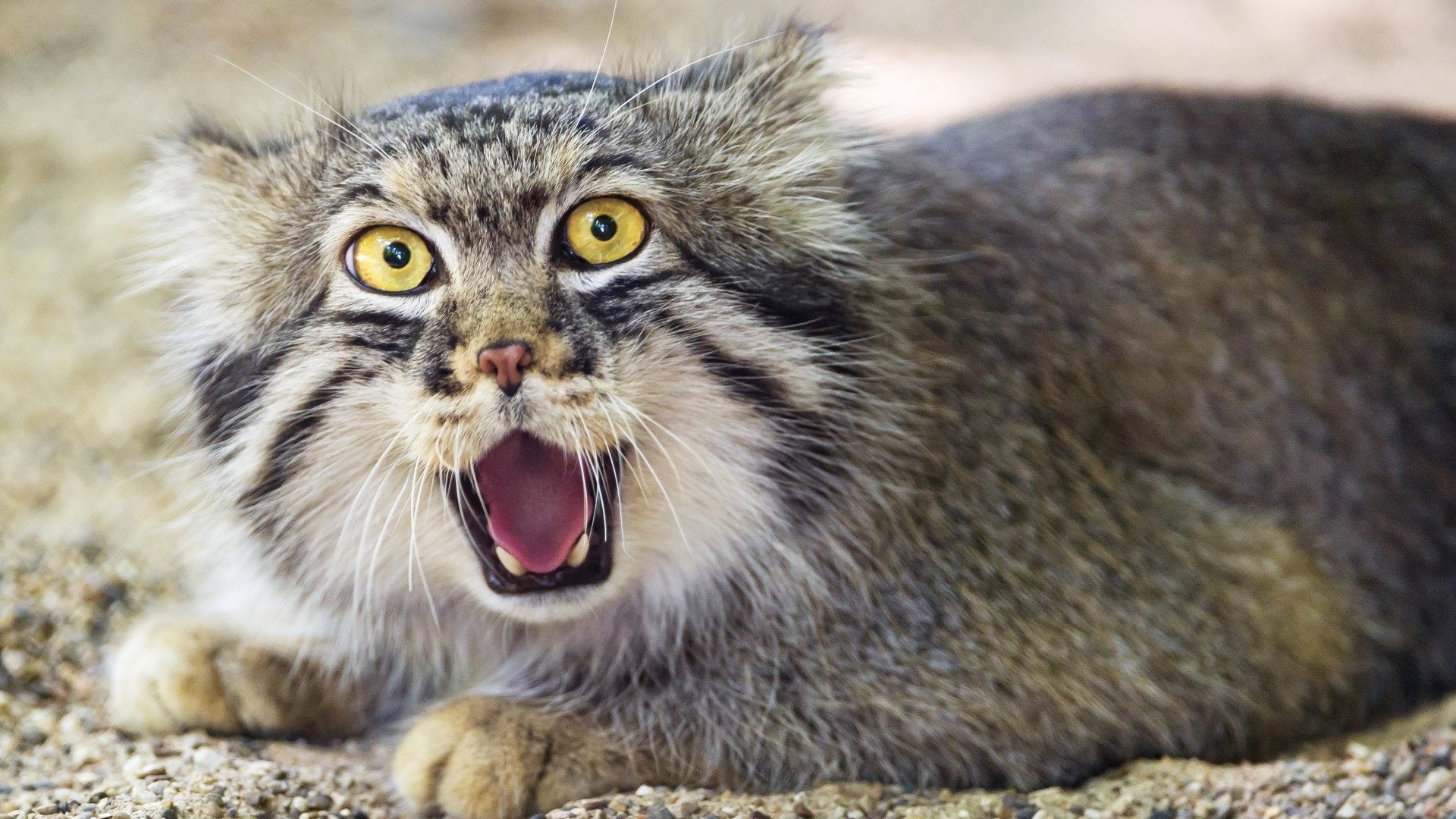 1080P, Cats, Pallass Cat, Cat, HD Wallpaper