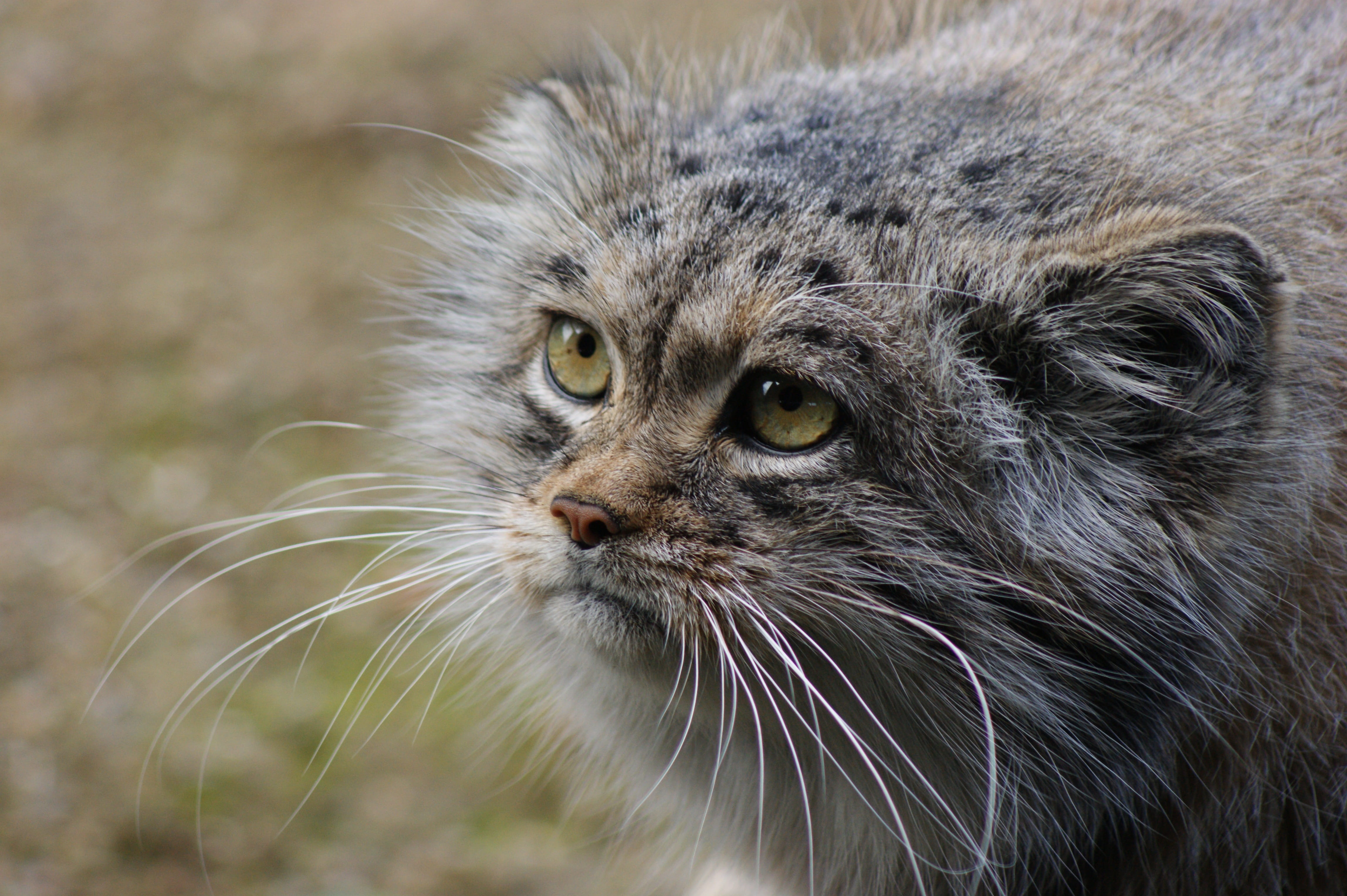 wildlife, domestic cat, animal, animal body part, animal head, no people, close-up, domestic animals, animal eye, cat, mongolia, whisker, looking away, HD Wallpaper